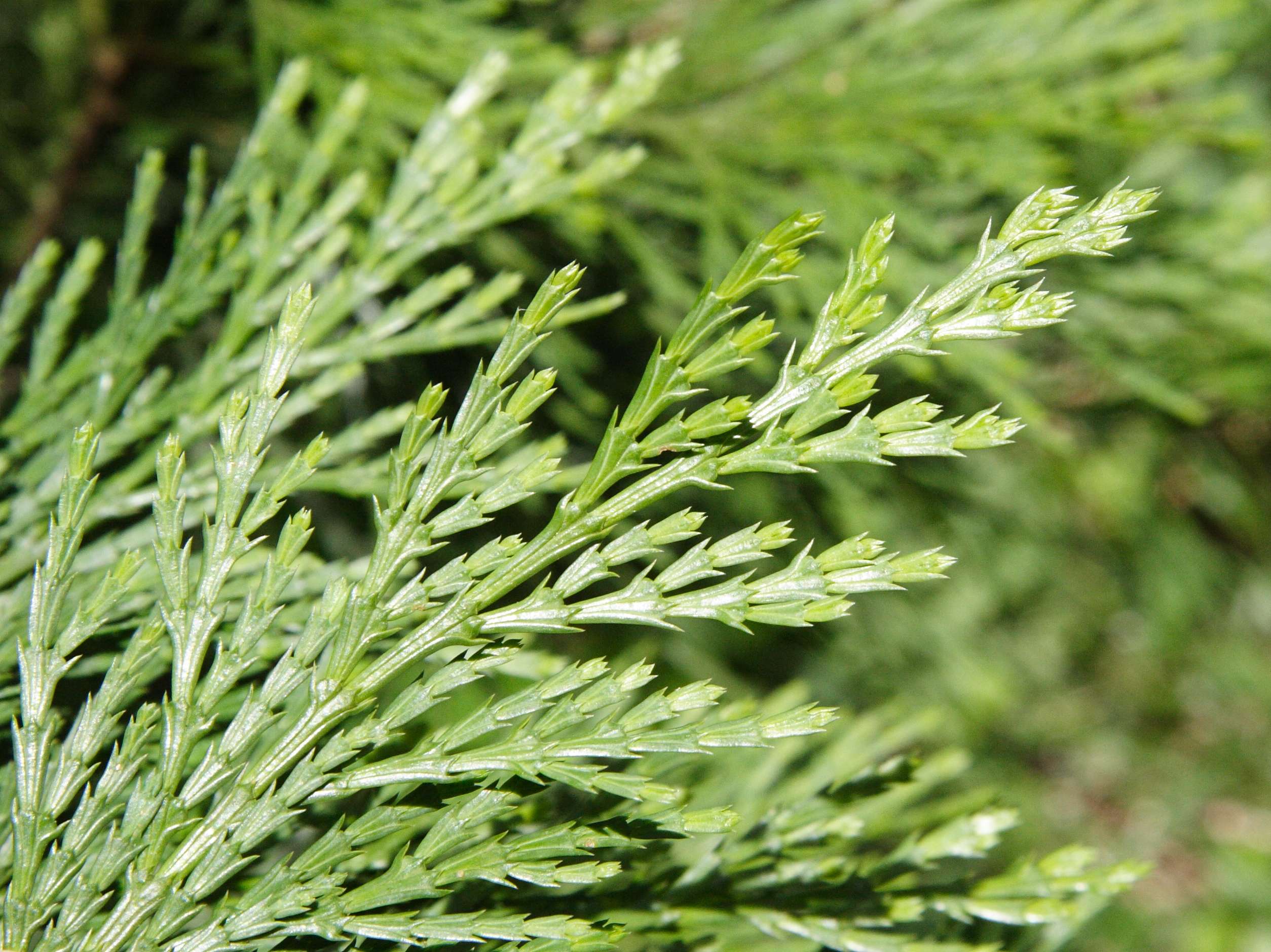 calocedrus_decurrens1md