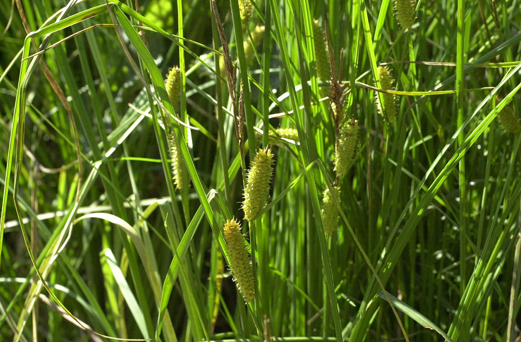 Afficher le média carex_vesicaria2md carex_vesicaria2md