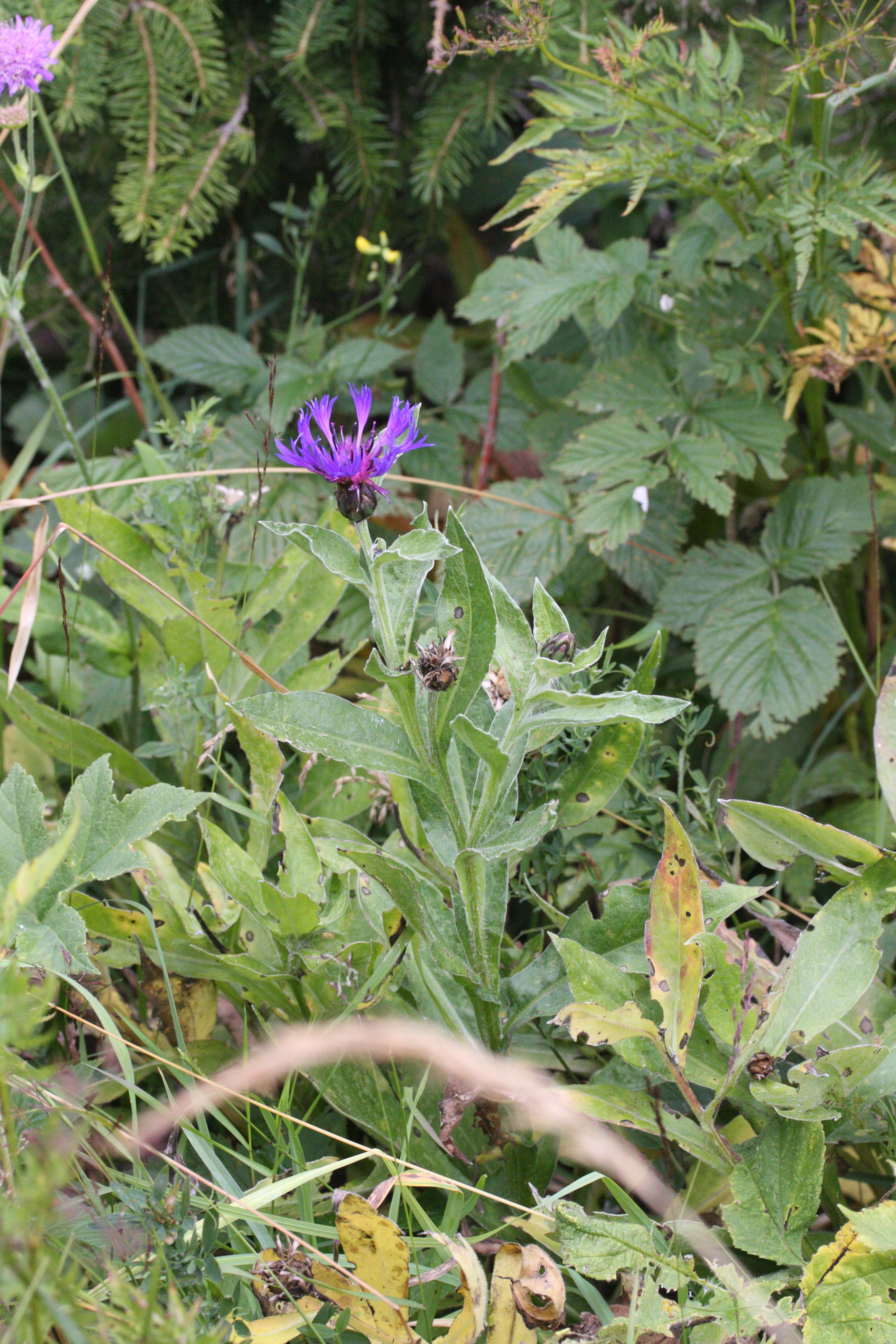 Afficher le média centaurea_montana1md centaurea_montana1md