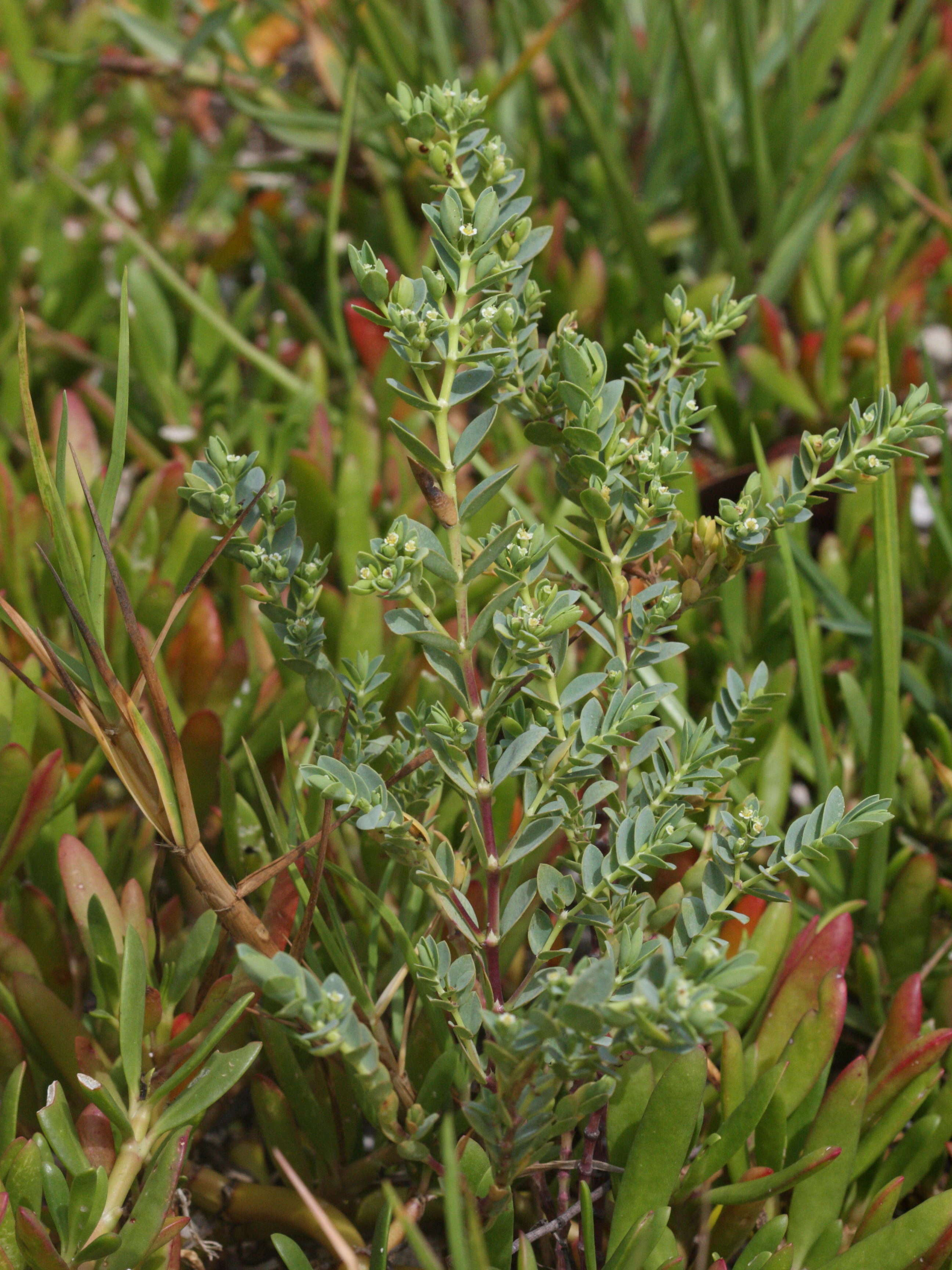 Afficher le média chamaesyce_mesembrianthemifolia3md chamaesyce_mesembrianthemifolia3md