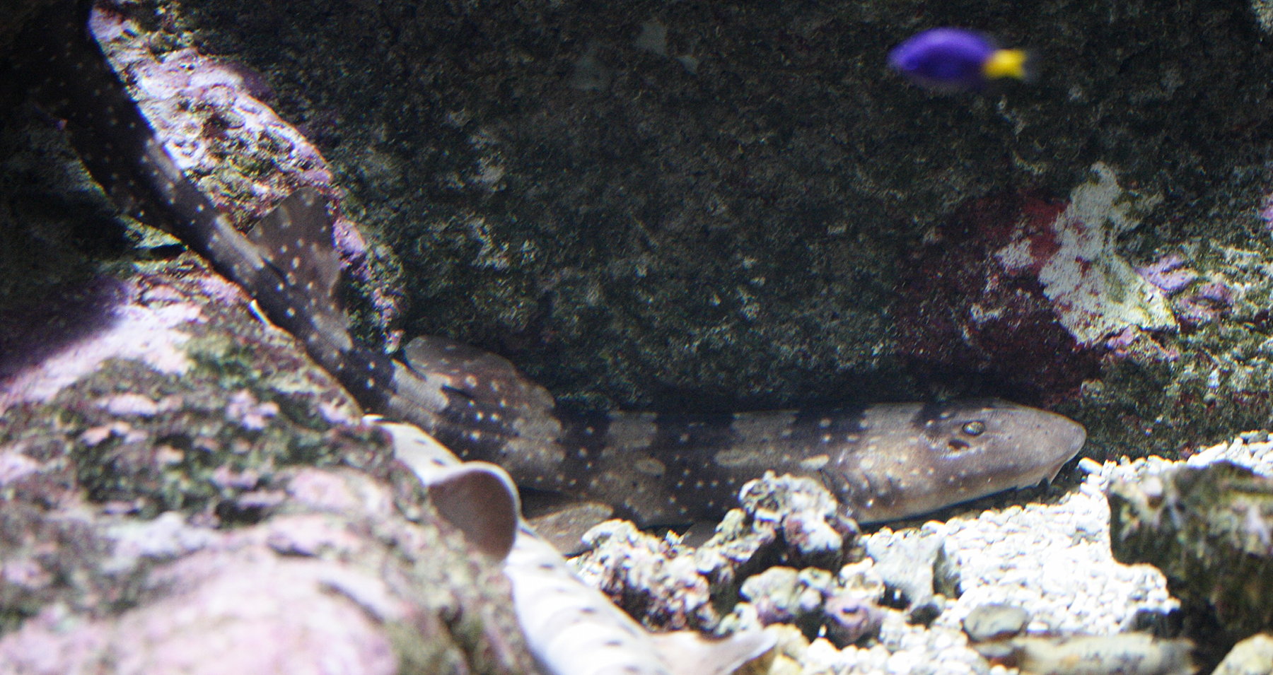 chiloscyllium_plagiosum1md