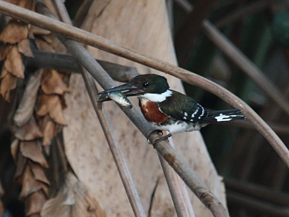 Chloroceryle_americana