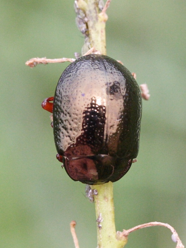 chrysolina_bankii2md