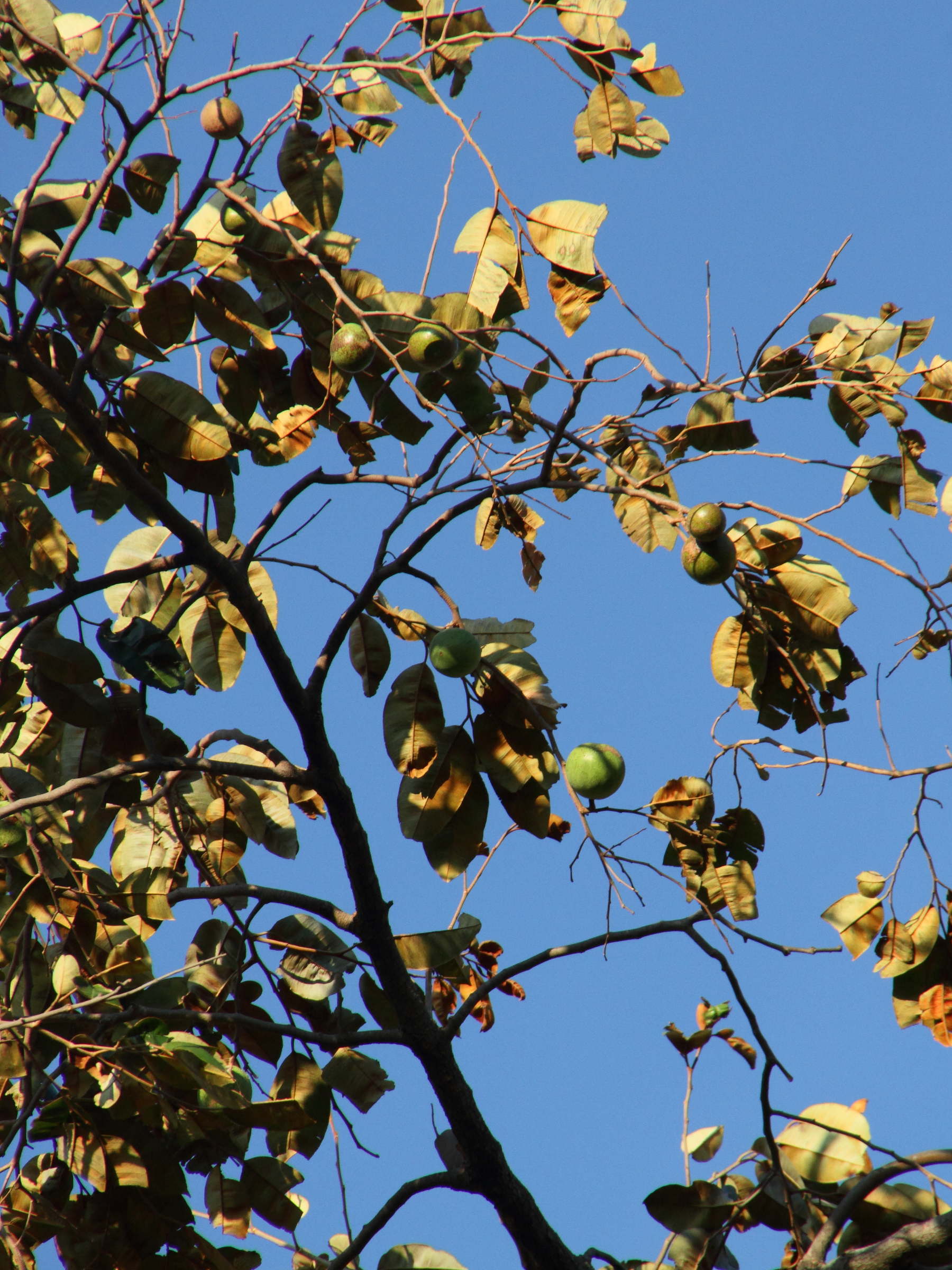 chrysophyllum_cainito4md