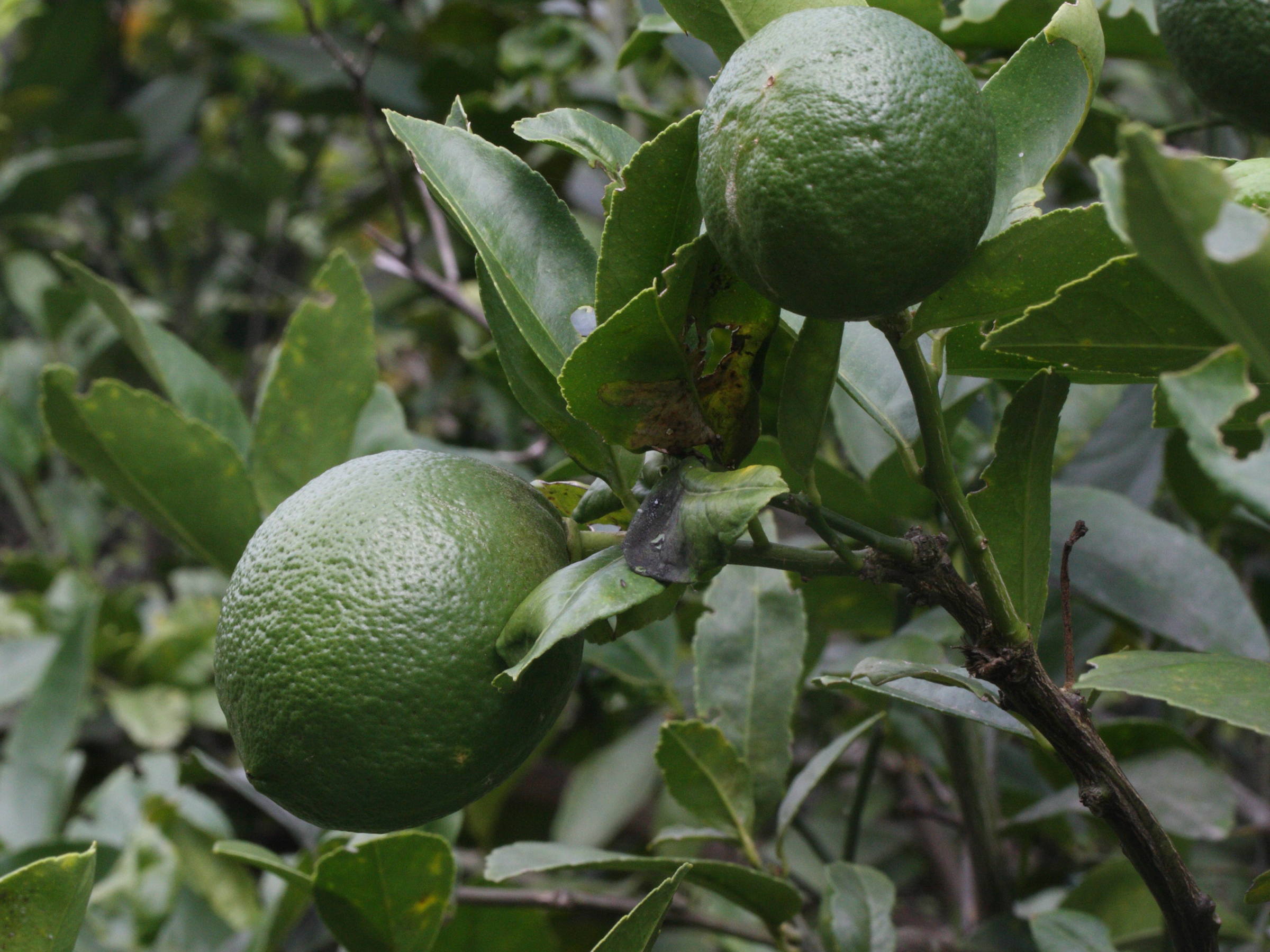 Afficher le média citrus_aurantifolia1md citrus_aurantifolia1md