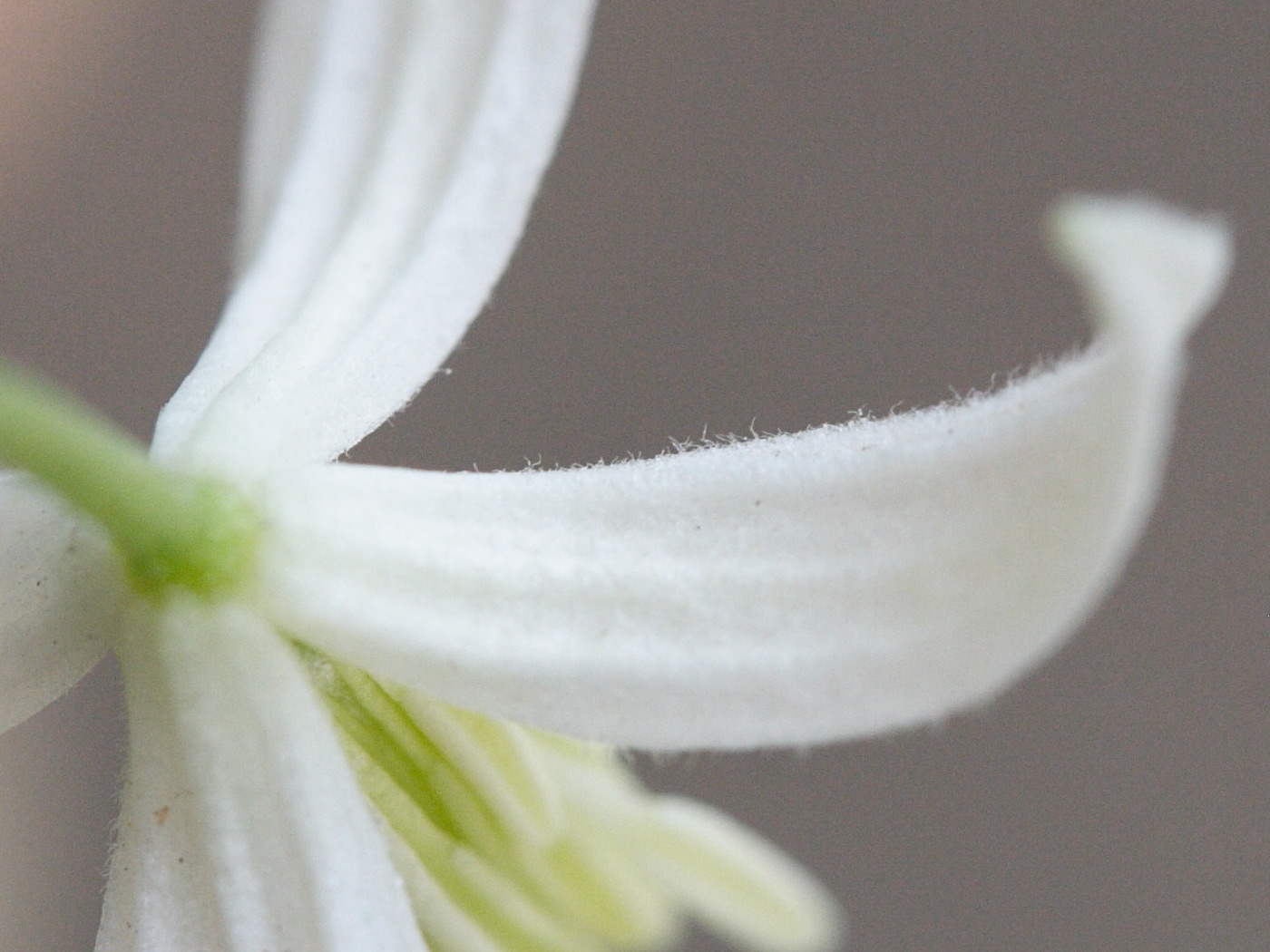 clematis_flammula5md