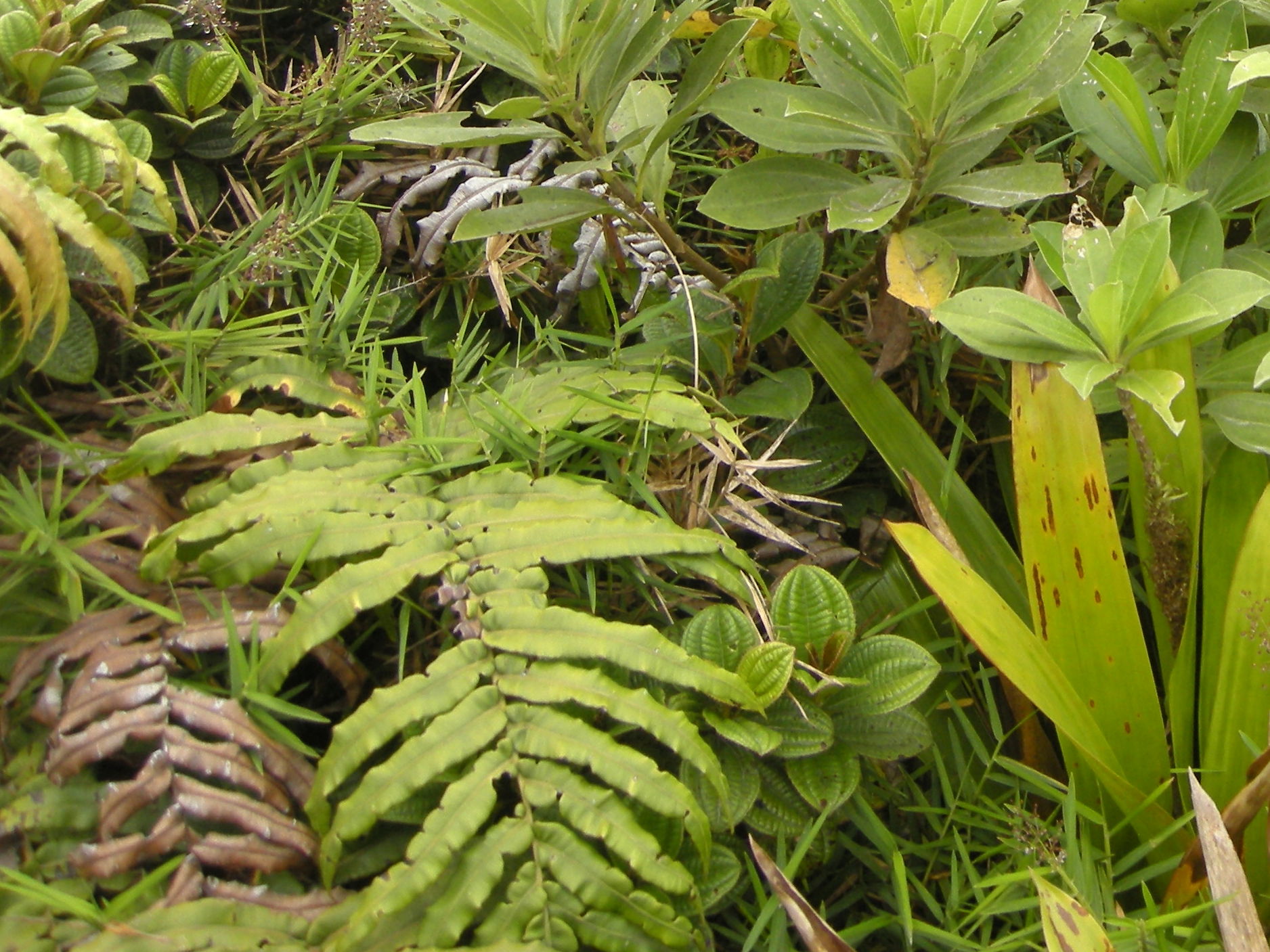 clidemia_latifolia3md