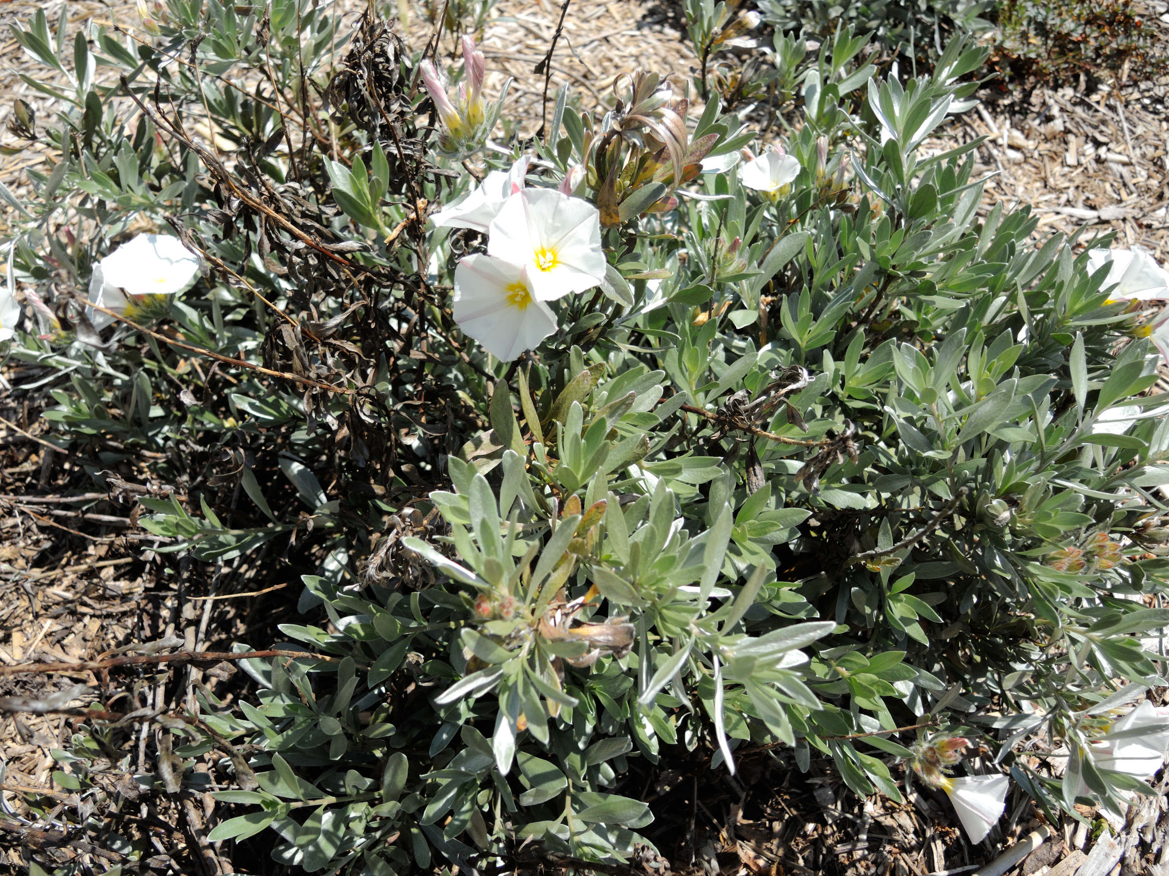 Afficher le média convolvulus-cneorum1md convolvulus-cneorum1md