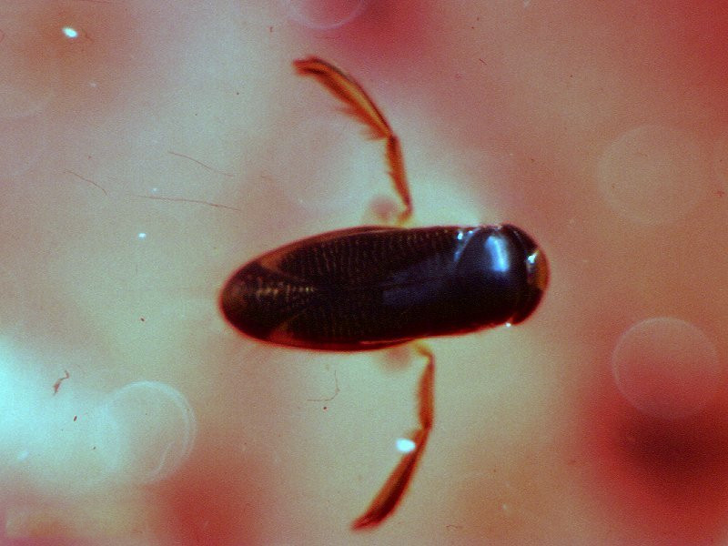 corixa_punctata2md