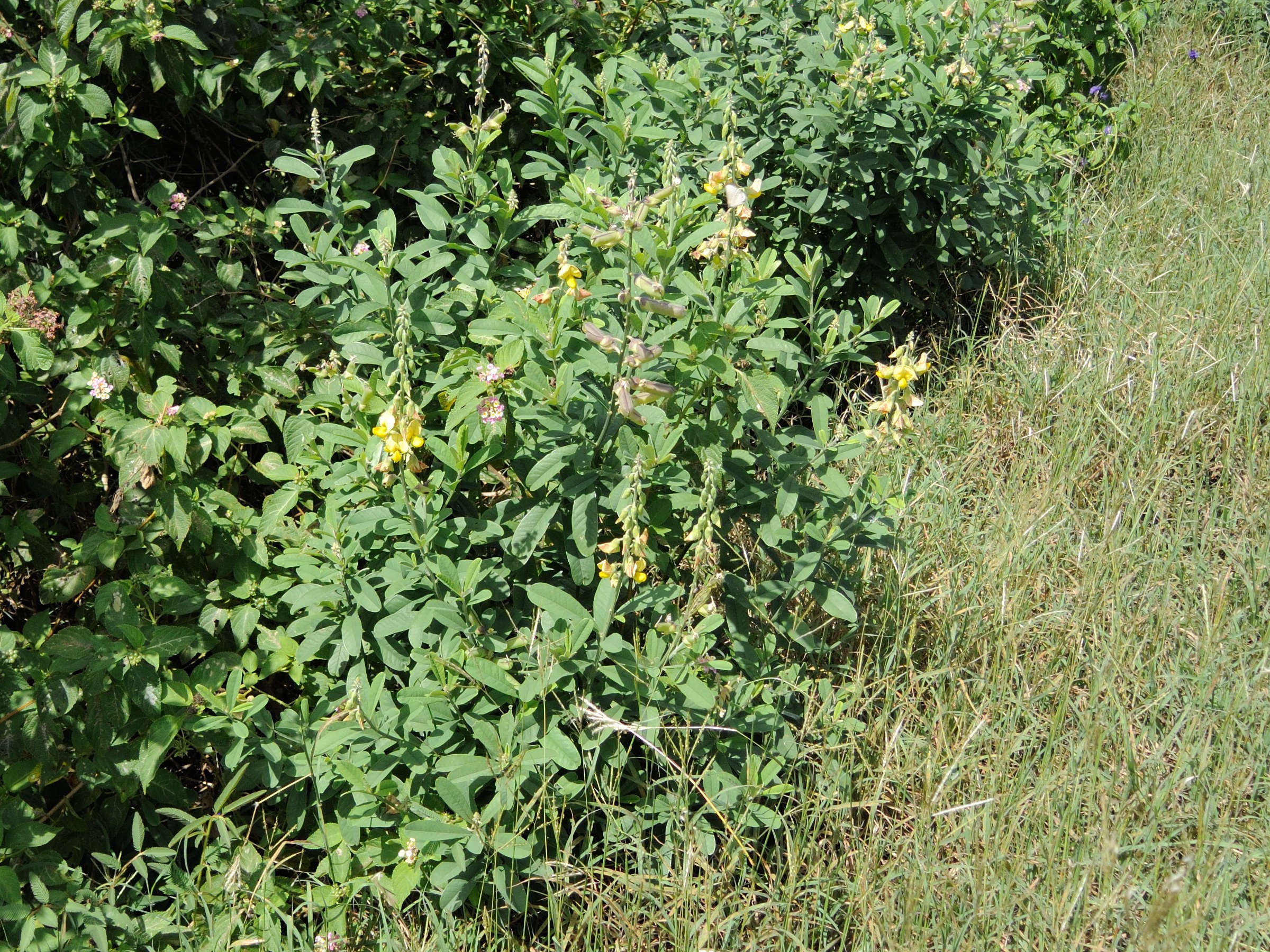 crotalaria_retusa3md