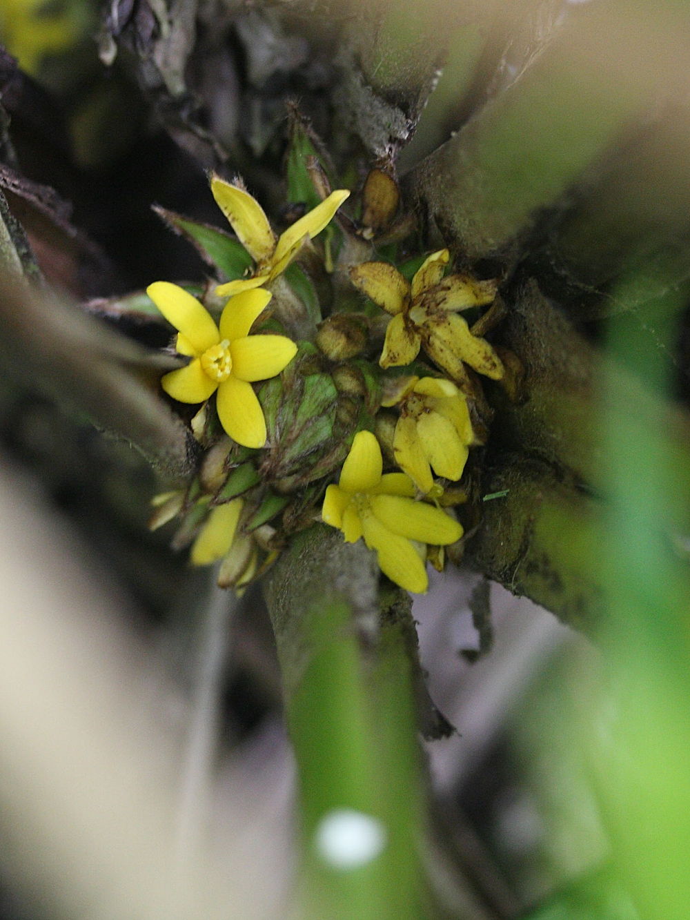 curculigo_capitulata3md