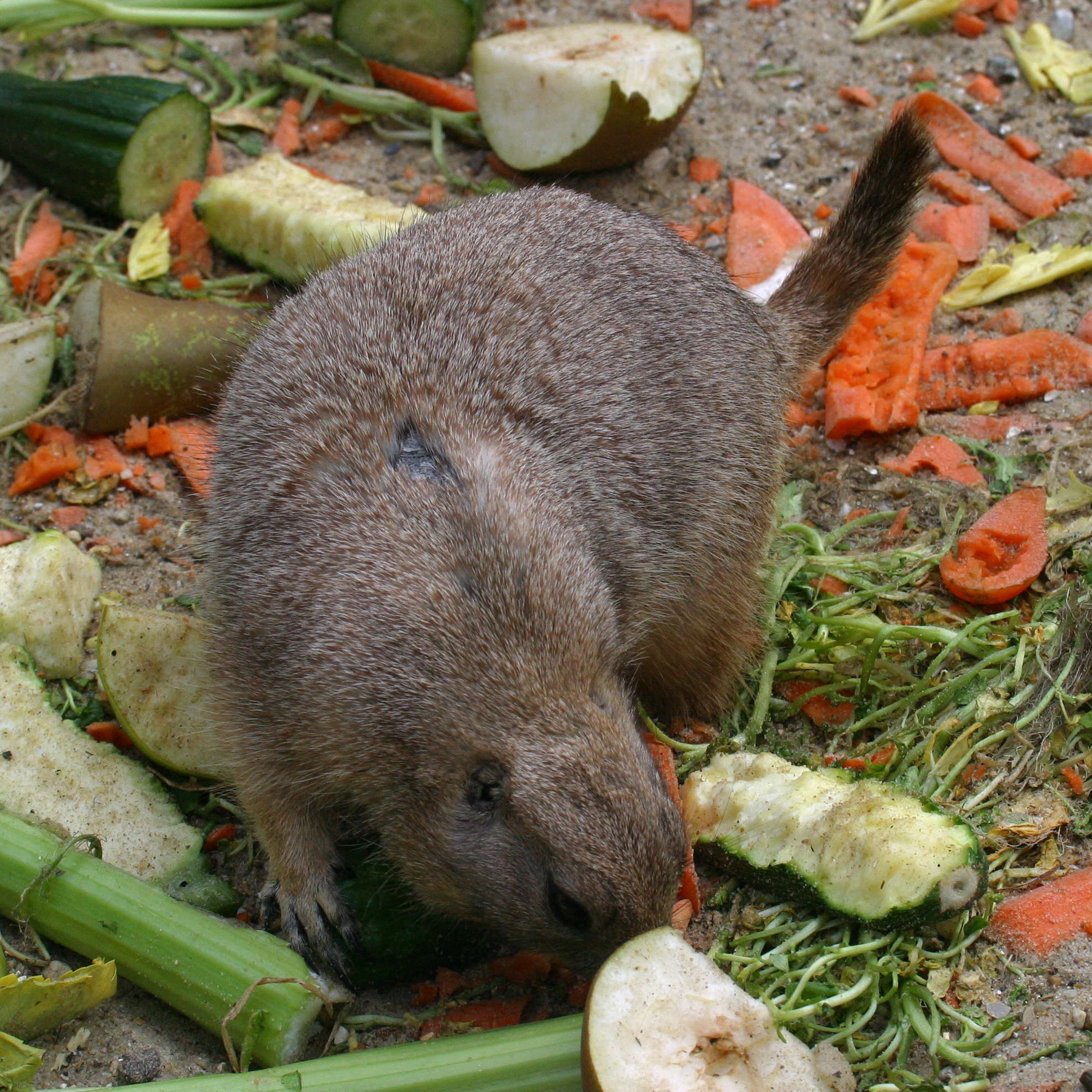 cynomys_ludovicianus3bd