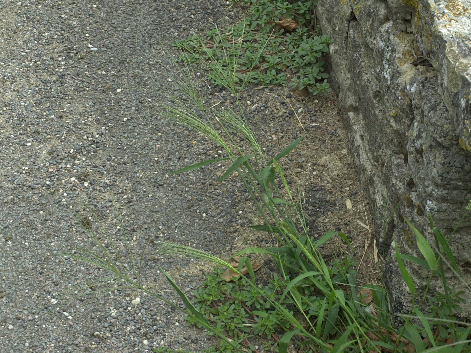 Digitaria_ischaemum