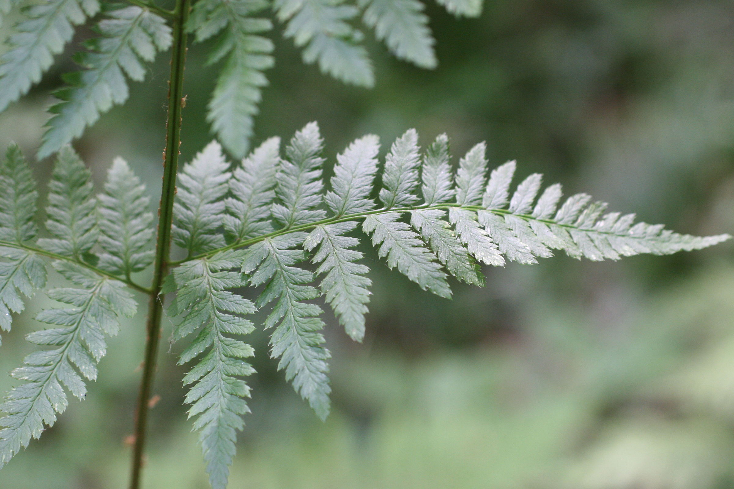 Afficher le média dryopteris_carthusiana4md dryopteris_carthusiana4md