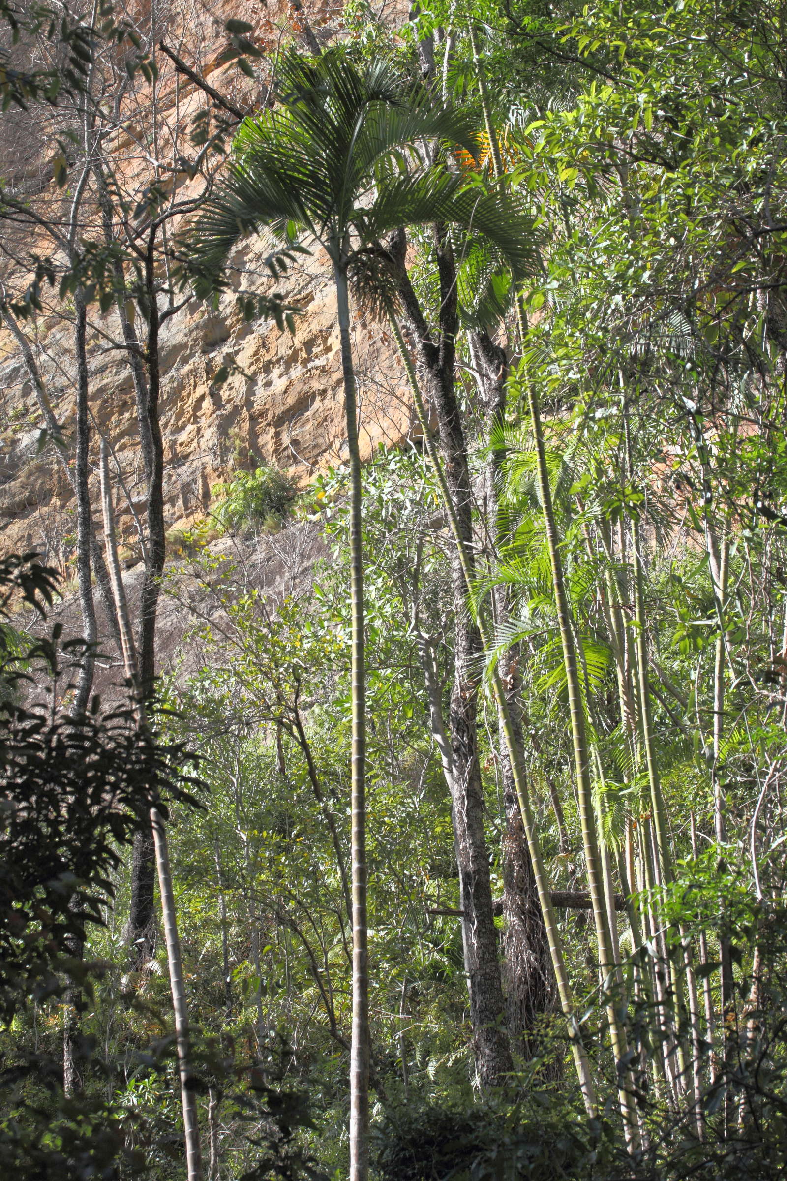 dypsis_onilahensis1md