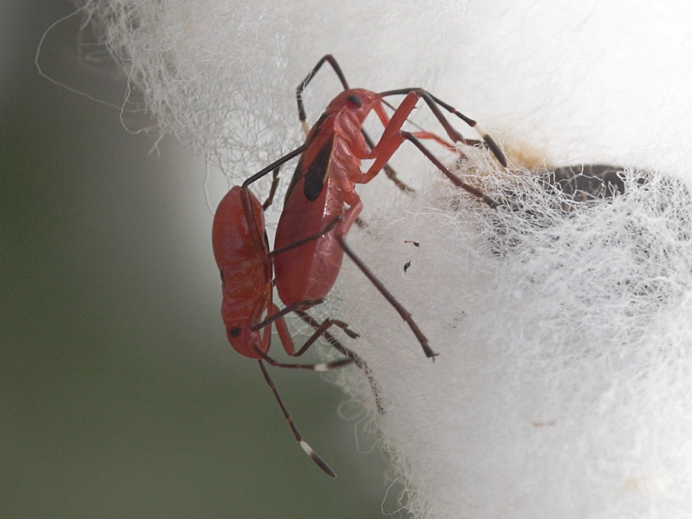 dysdercus_discolor5md