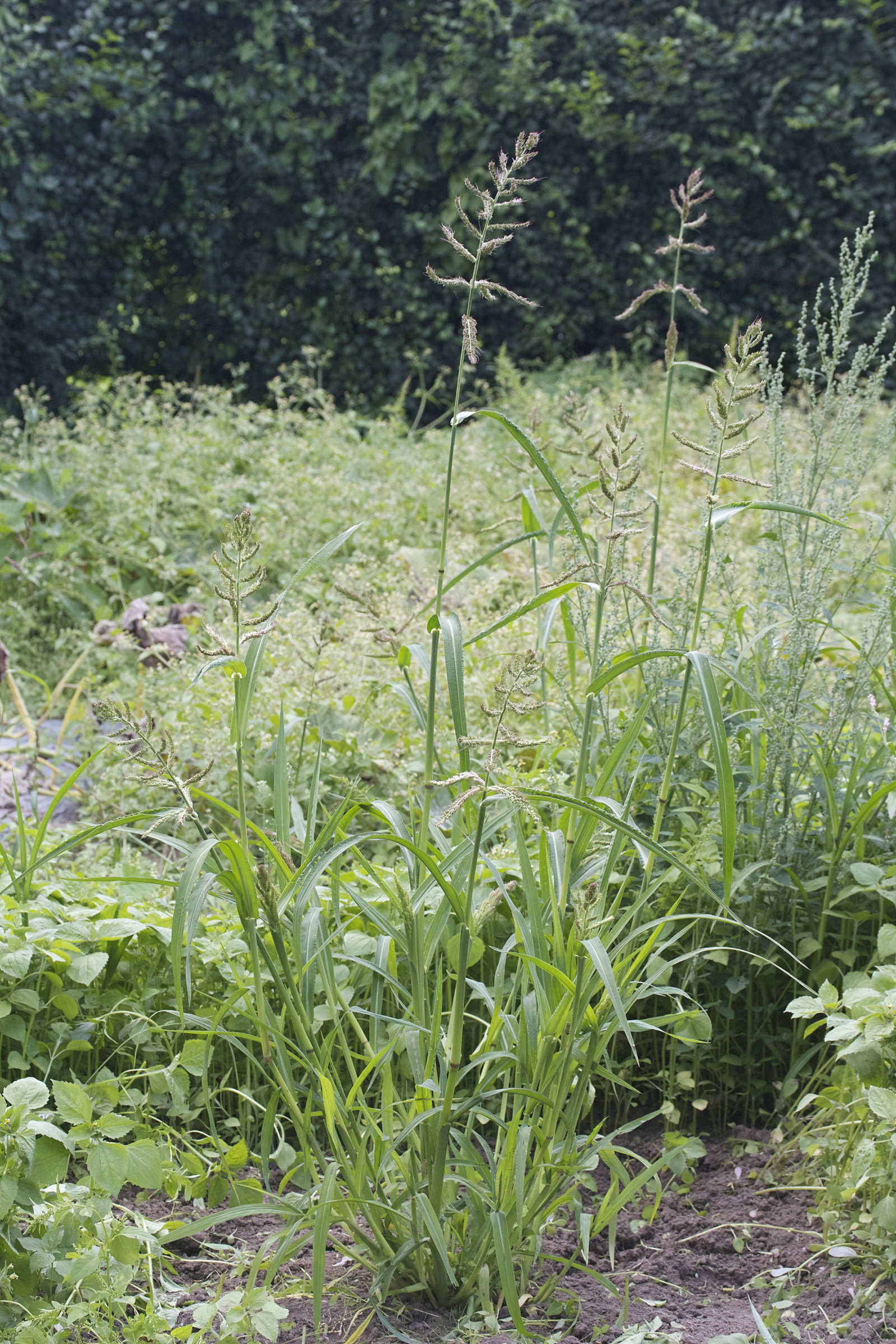 Afficher le média echinochloa_crus-galli1cmd echinochloa_crus-galli1cmd