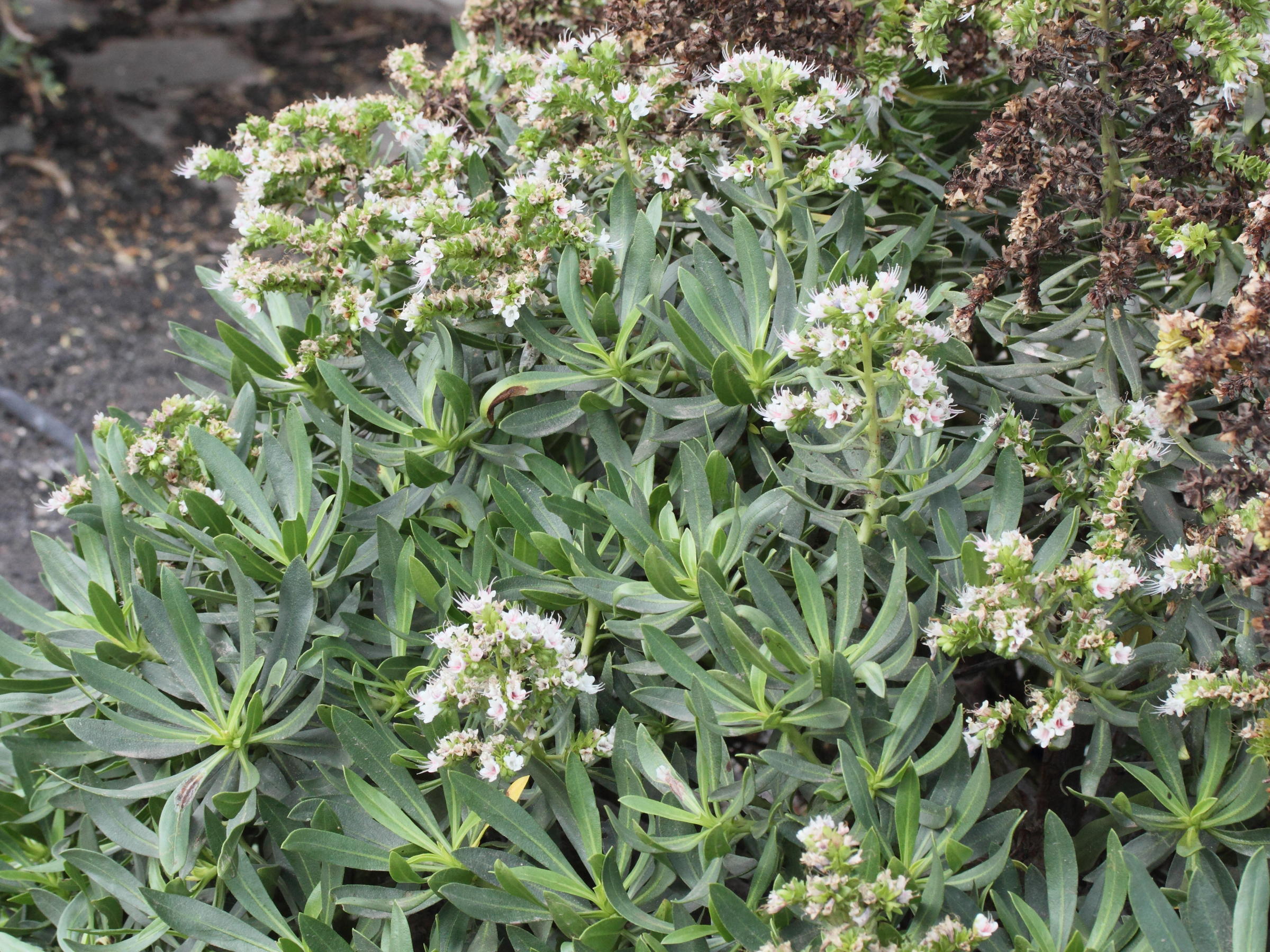 Afficher le média Echium_decaisnei Echium_decaisnei