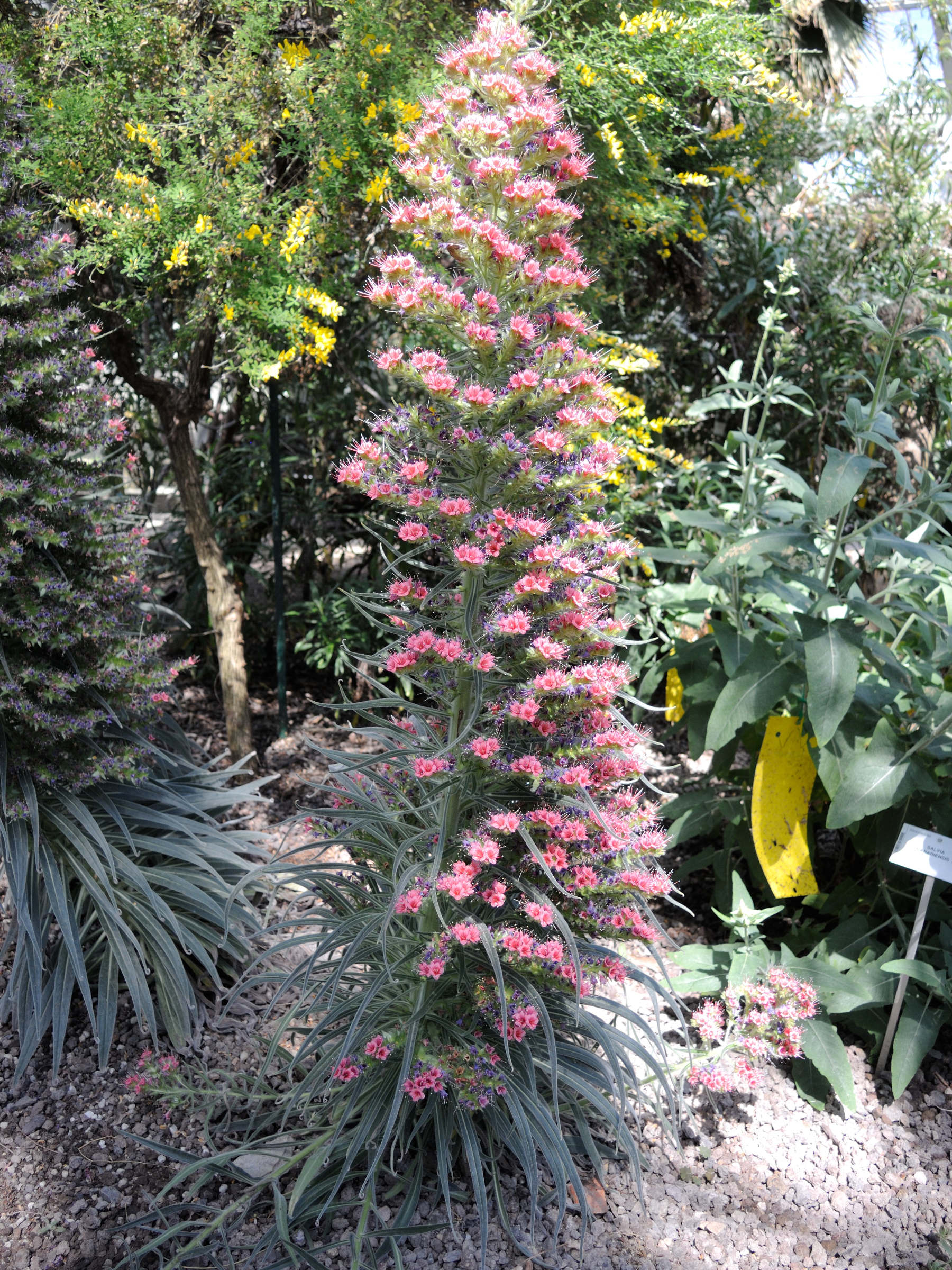 Afficher le média echium_wildpretii1md echium_wildpretii1md