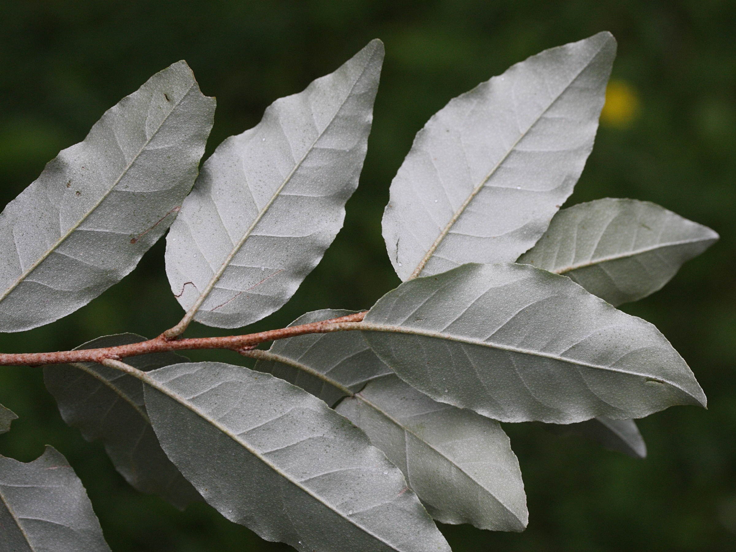 elaeagnus_umbellata5md