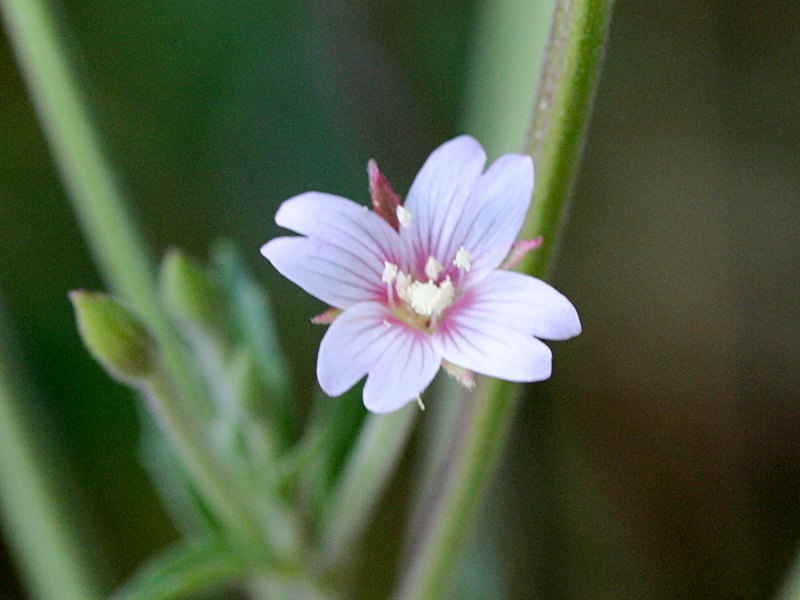 Afficher le média epilobium_lamyi2md epilobium_lamyi2md