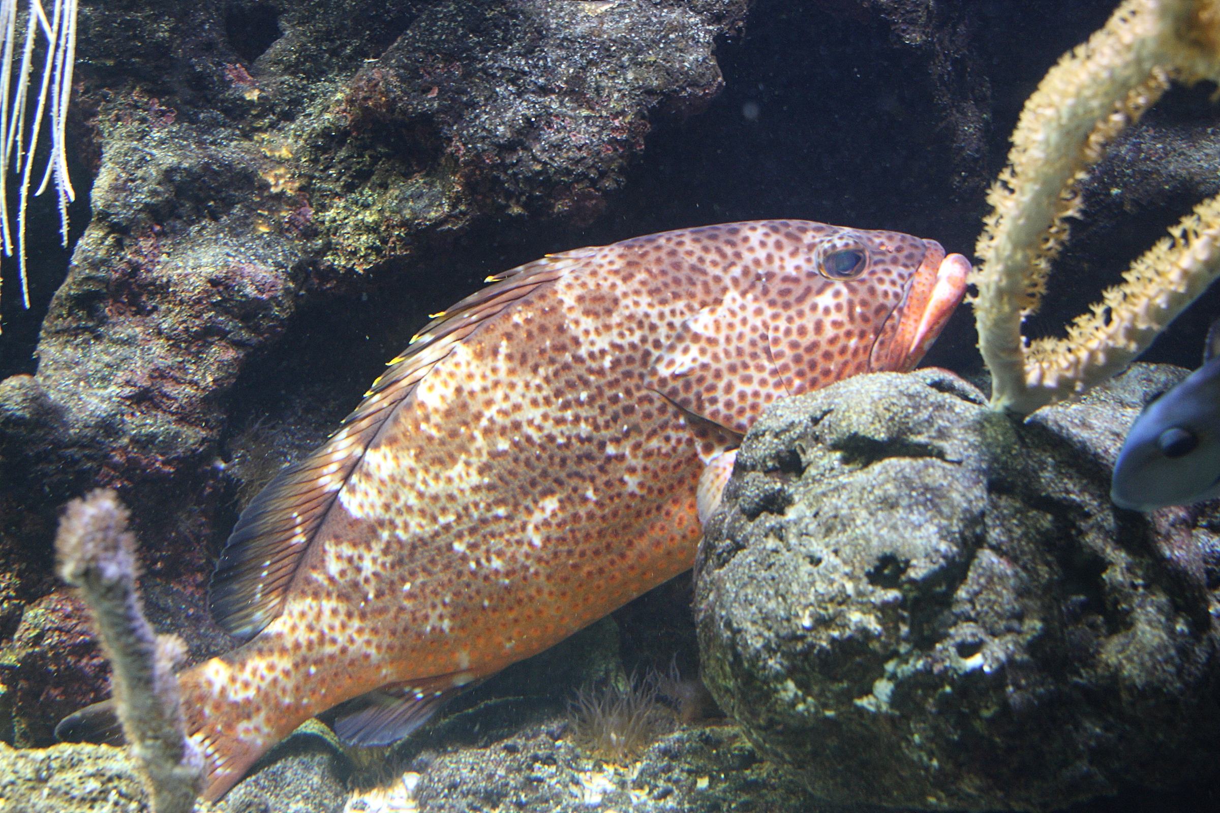 epinephelus_guttatus1sd