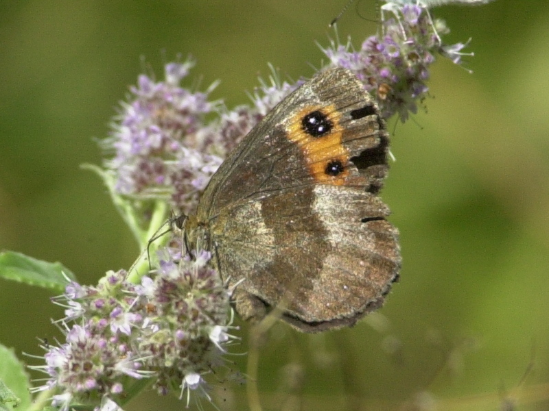 erebia_aethiops6md