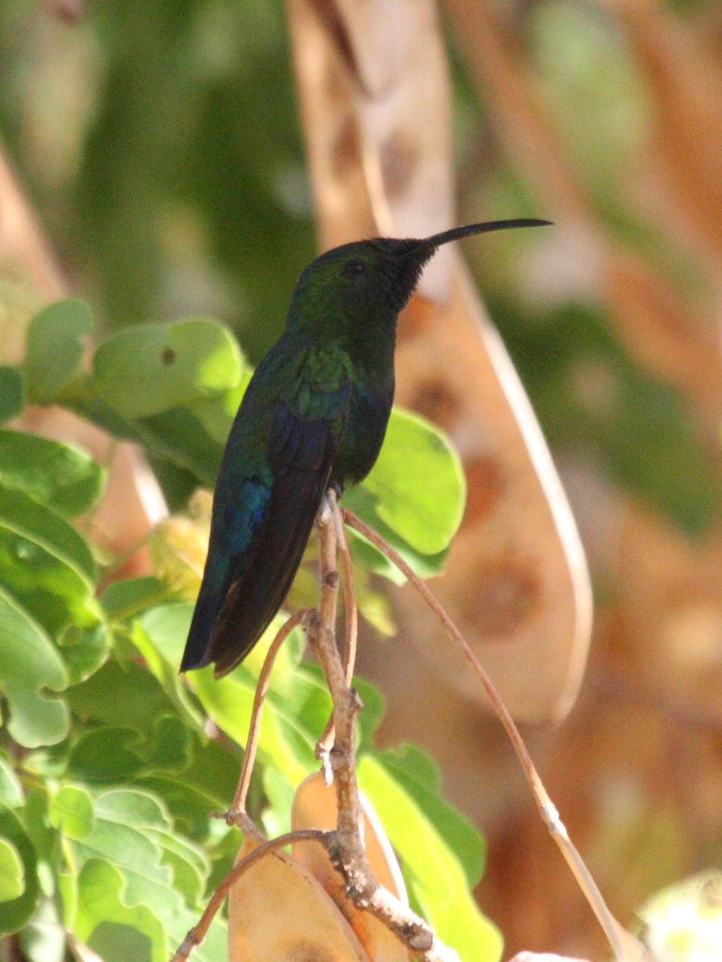 Eulampis_holosericeus