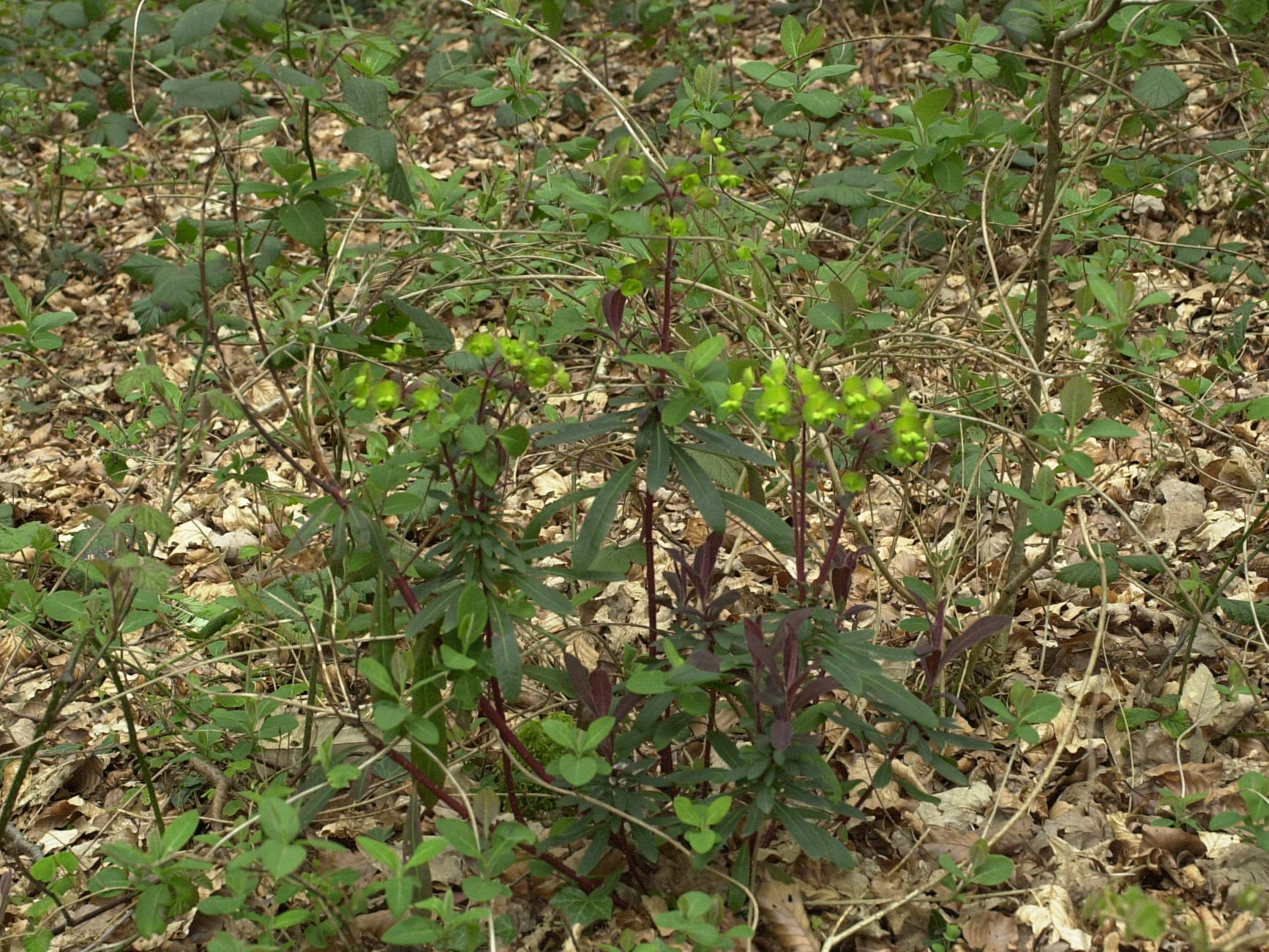 Afficher le média euphorbia_amygdaloides1md euphorbia_amygdaloides1md