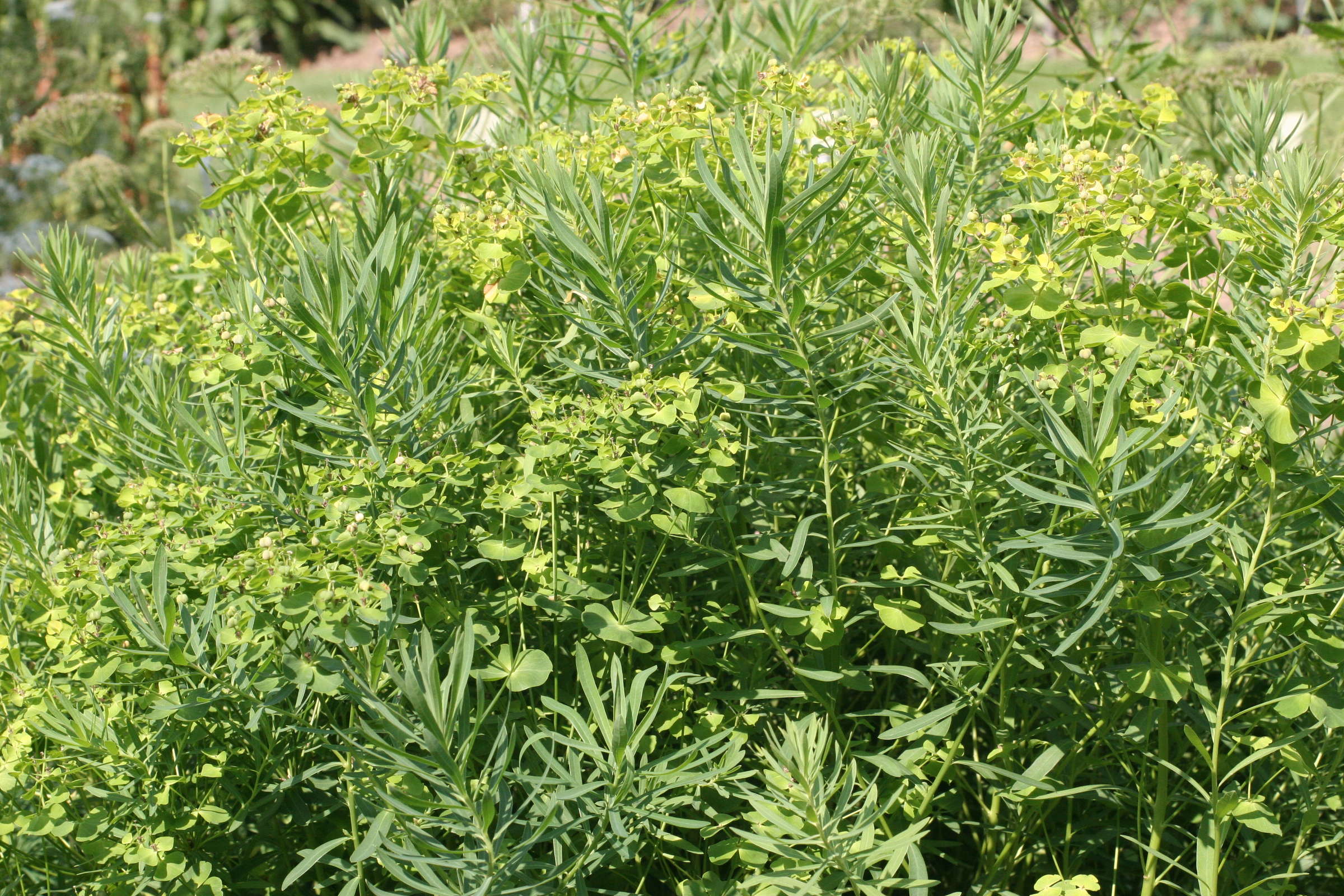 Afficher le média euphorbia_esula2md euphorbia_esula2md