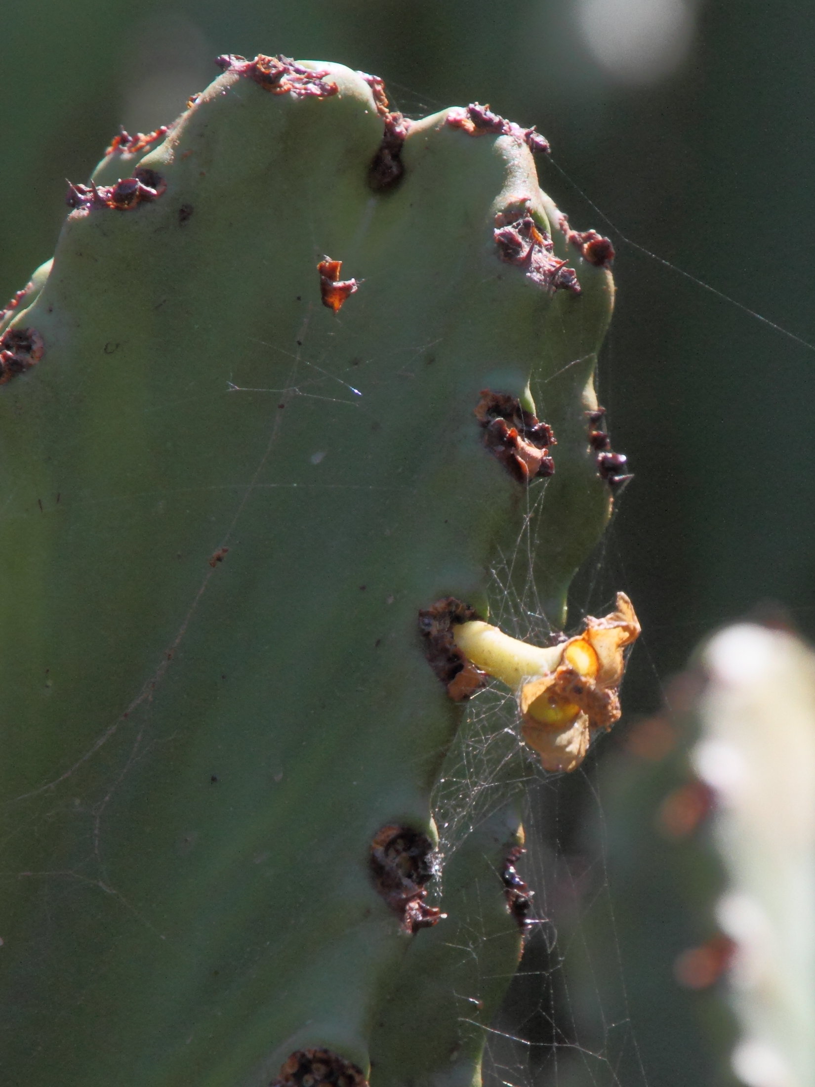 Afficher le média euphorbia_ingens2md euphorbia_ingens2md