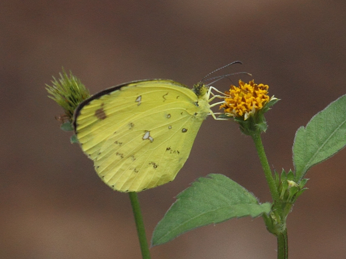 eurema_hecabe_solifera1bd