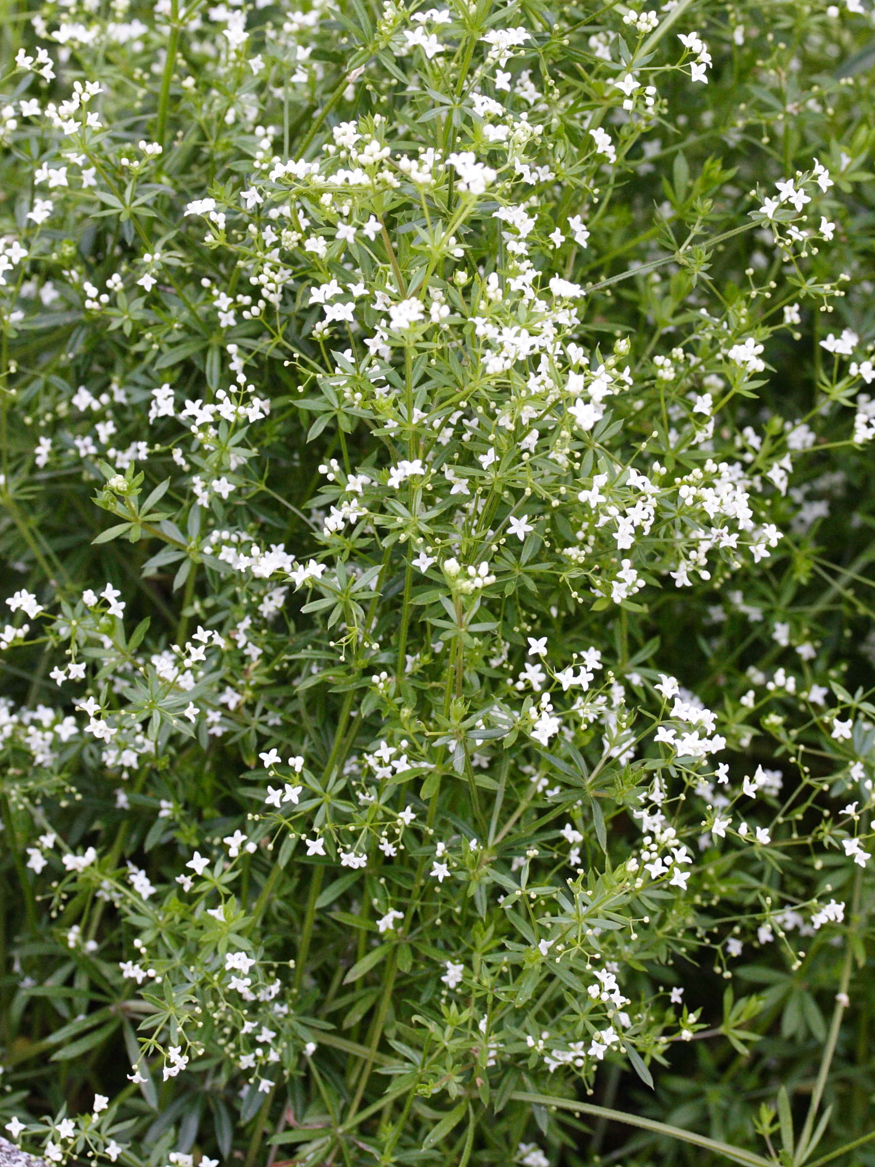 Afficher le média galium_pumilum1md galium_pumilum1md