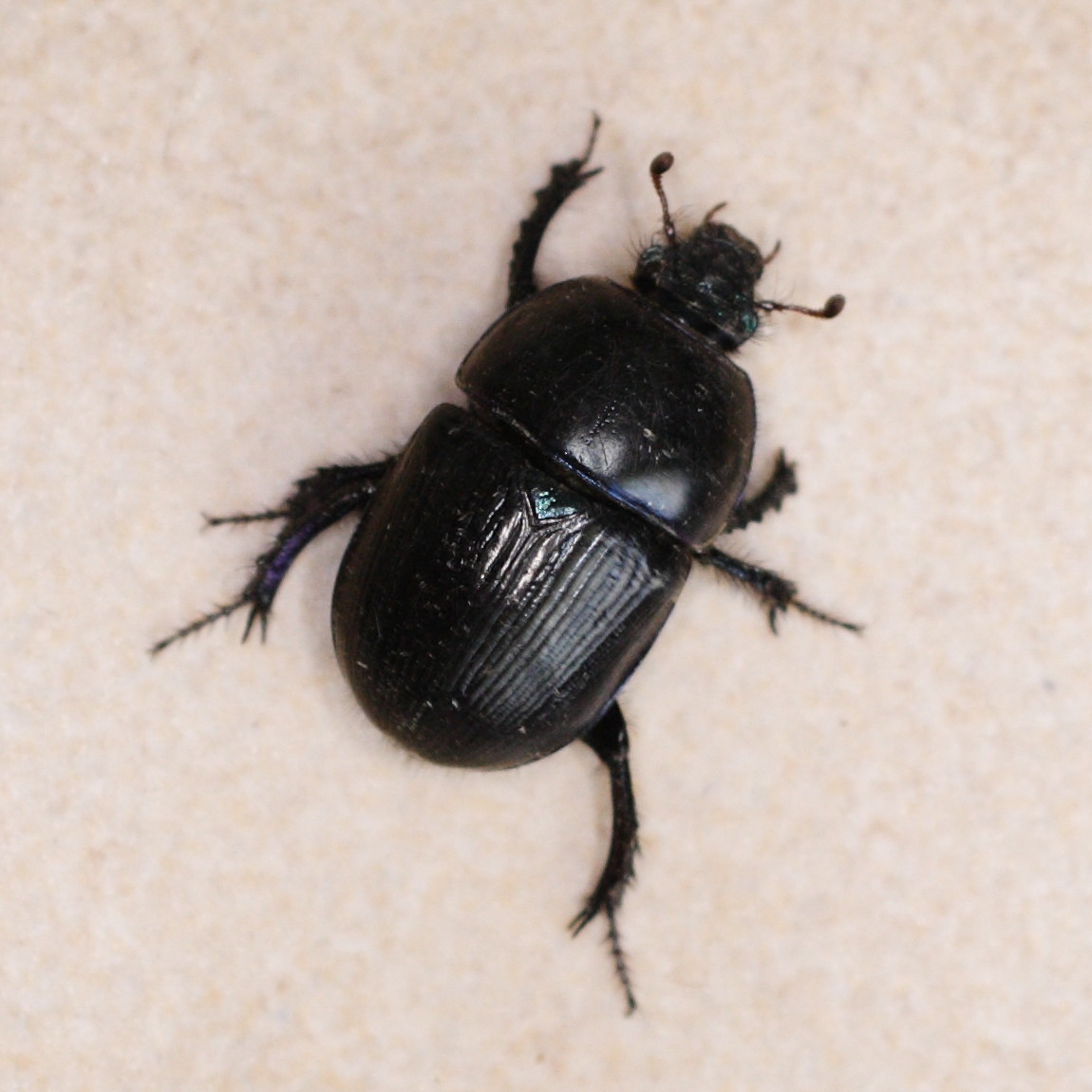 geotrupes_mutator1md