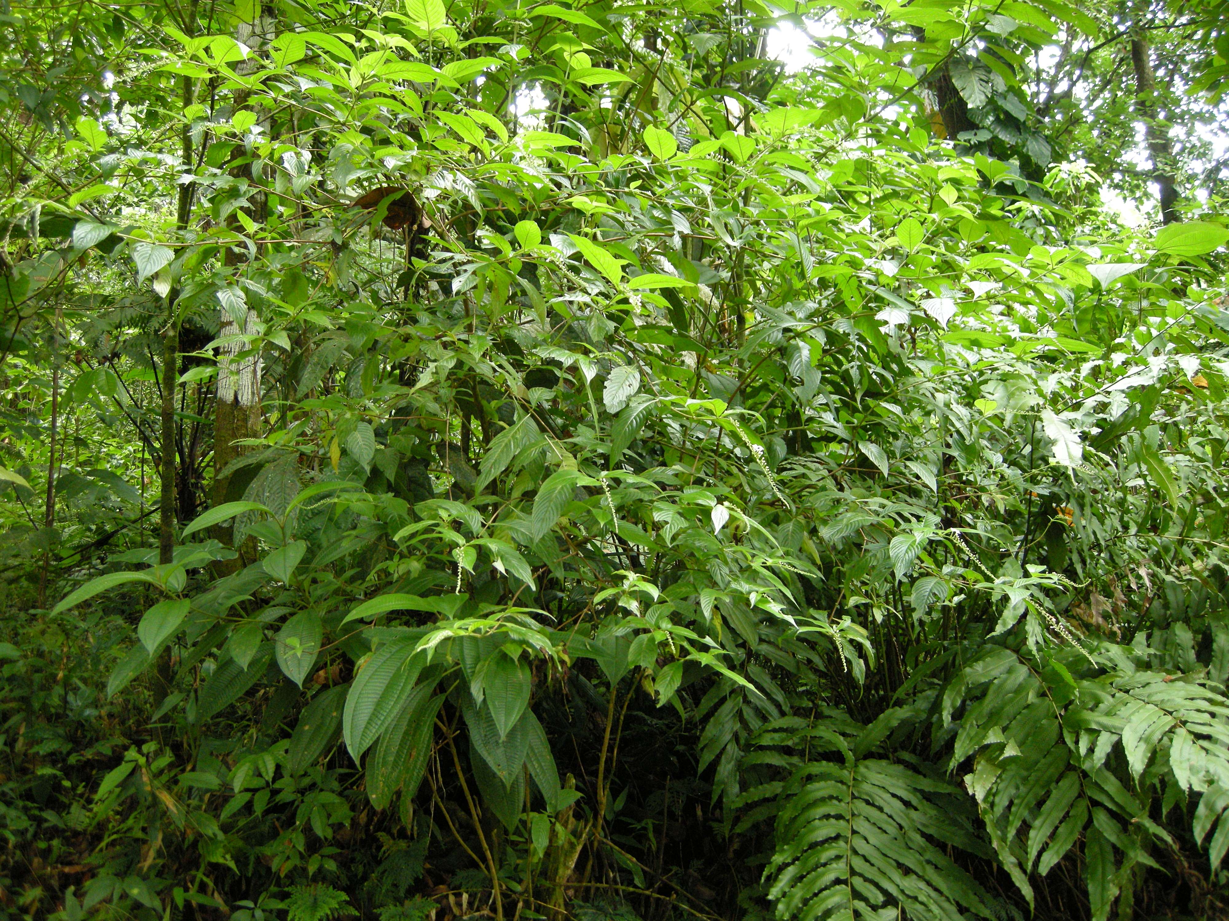 gonzalagunia_hirsuta1bmd