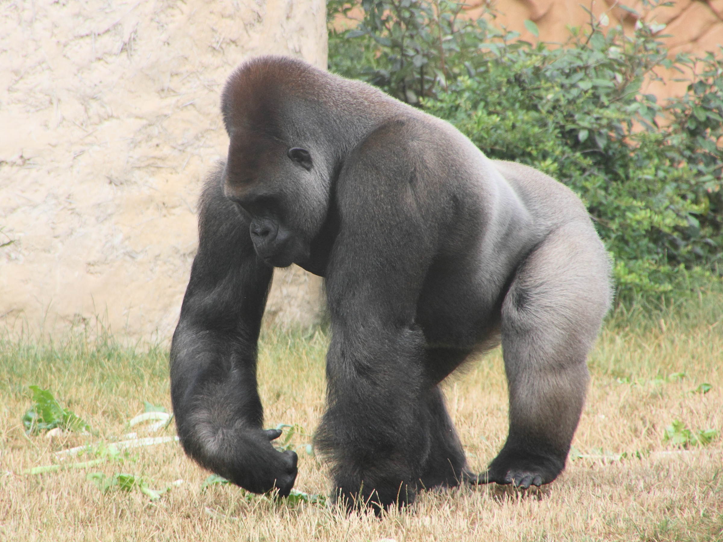 gorilla_gorilla_gorilla4md