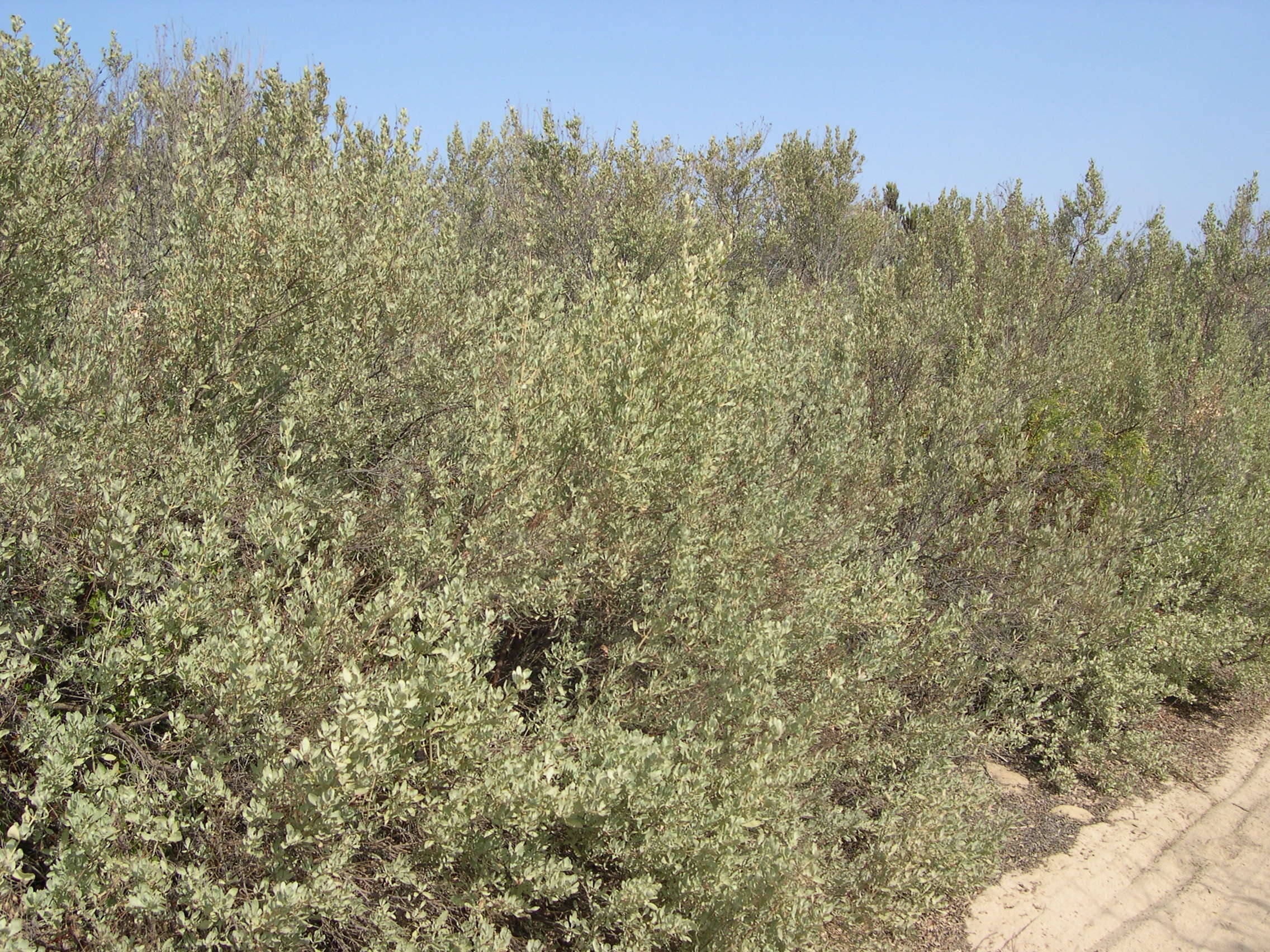 halimium_halimifolium1md