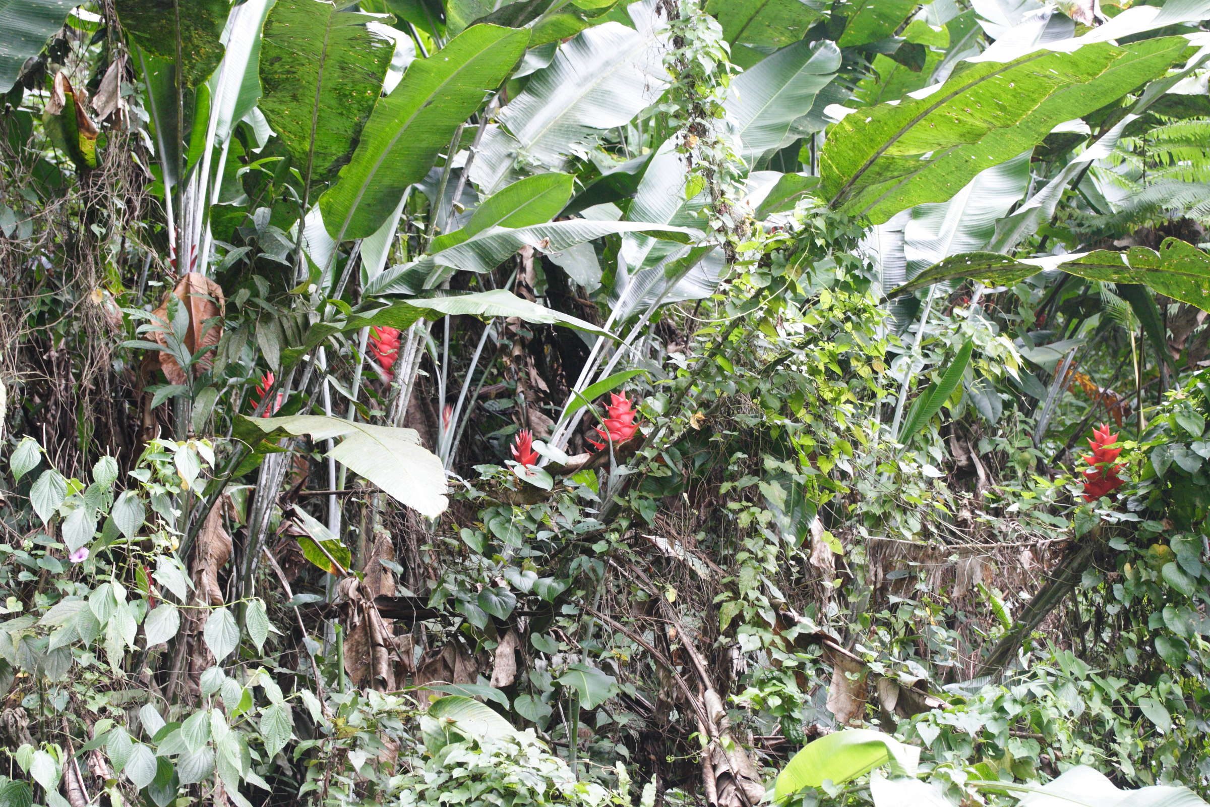 heliconia_caribaea3md