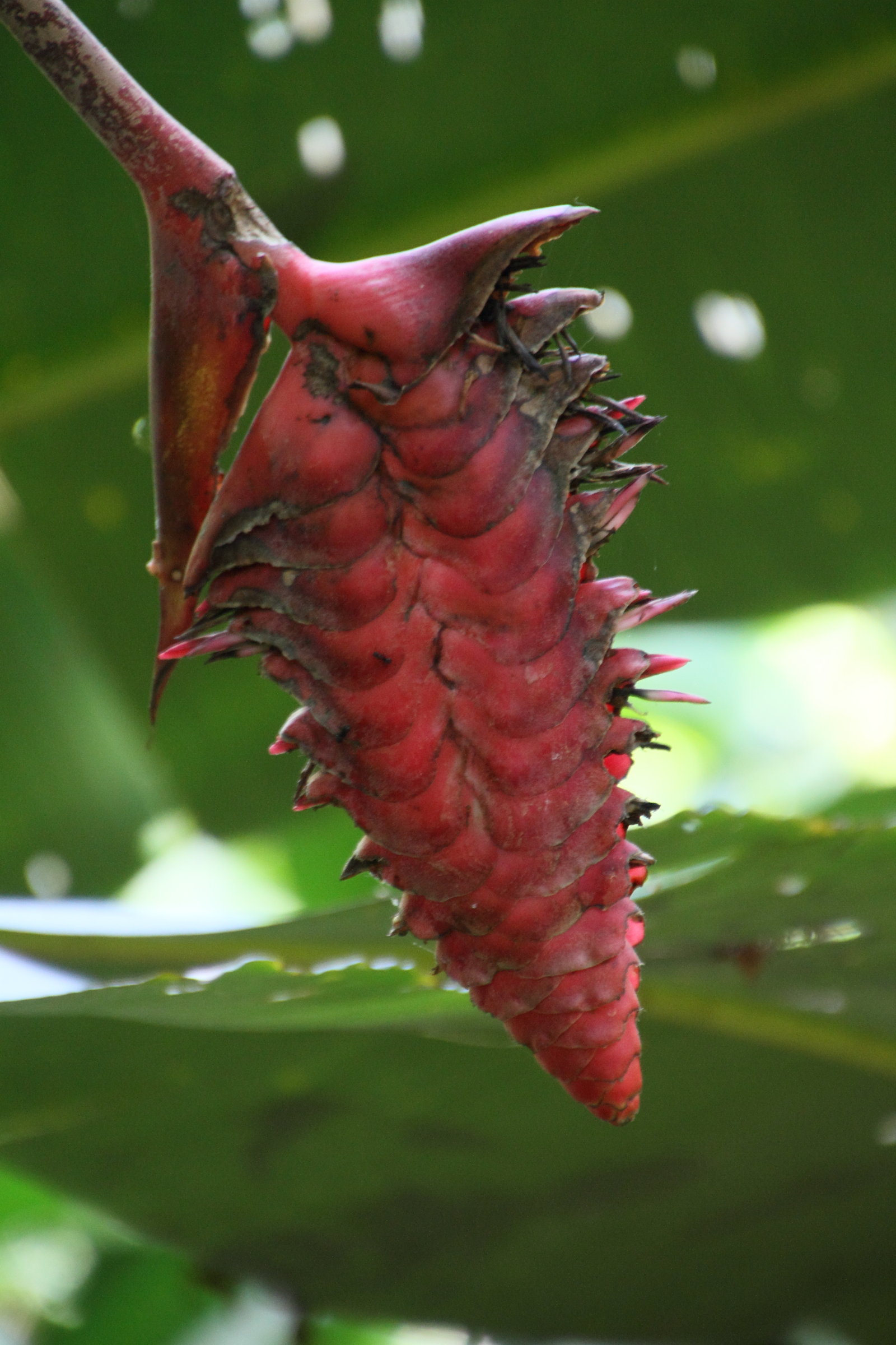 heliconia_curtispatha1md