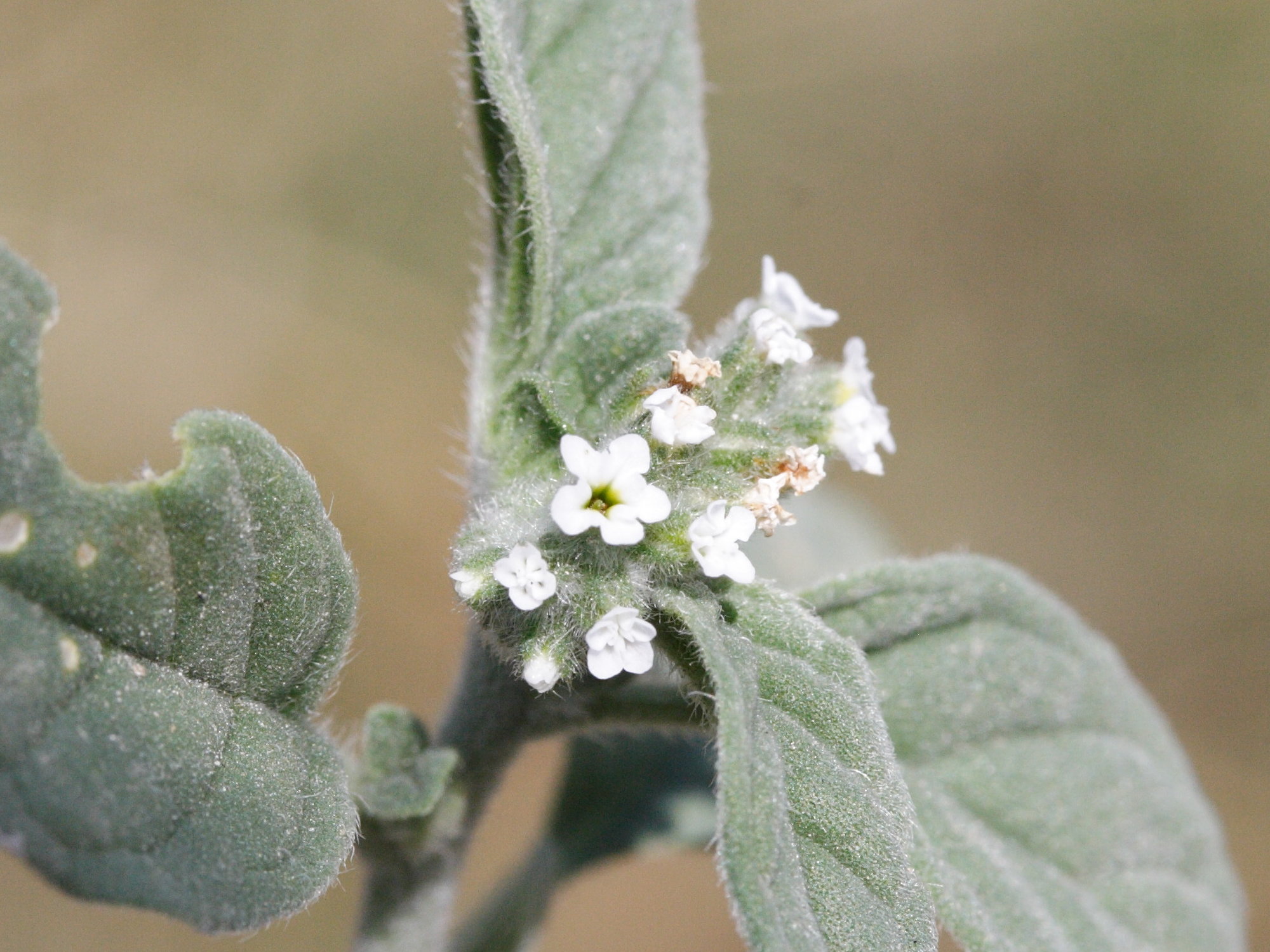 Afficher le média heliotropium_europaeum3md heliotropium_europaeum3md