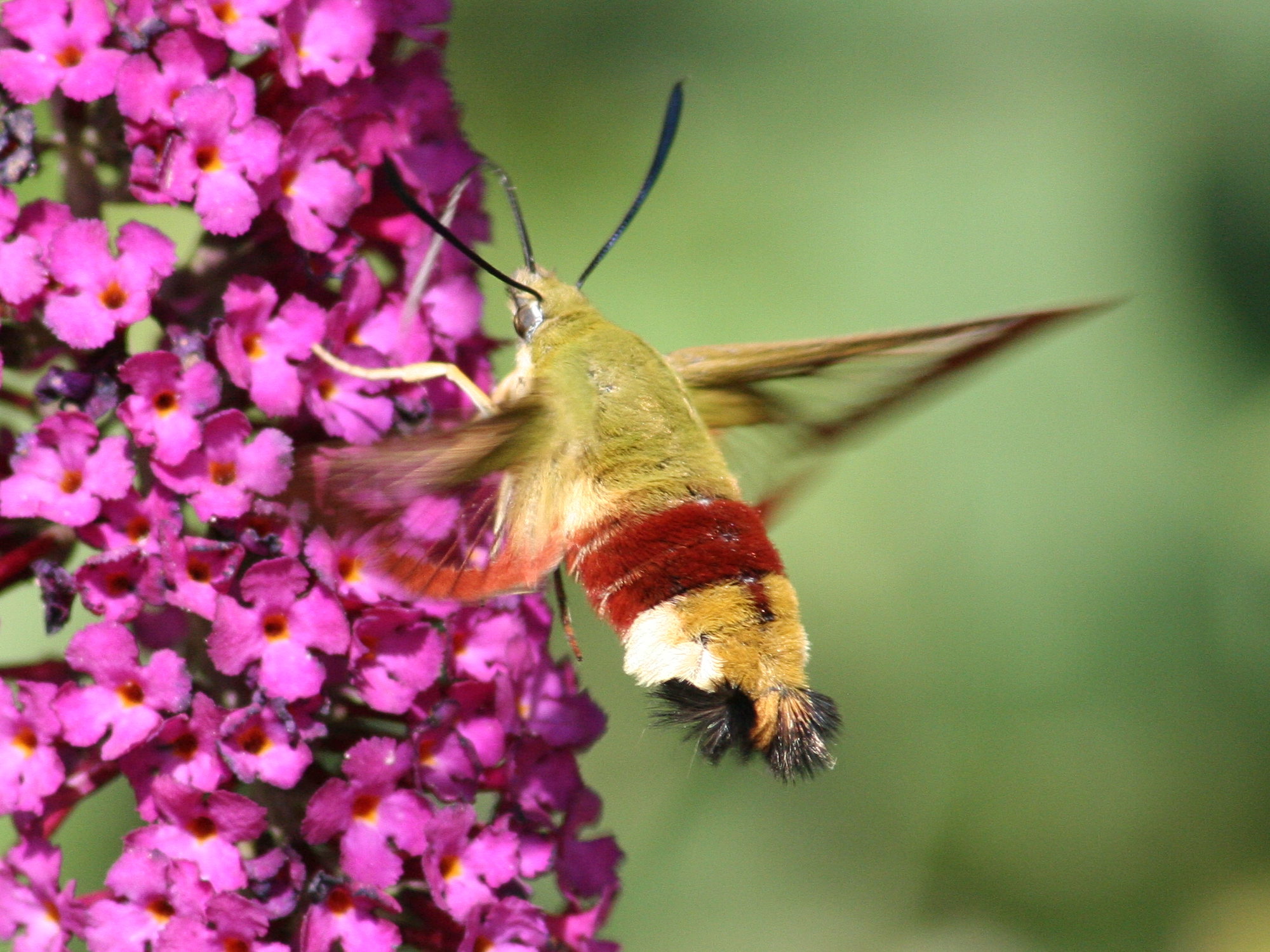 hemaris_fuciformis3md