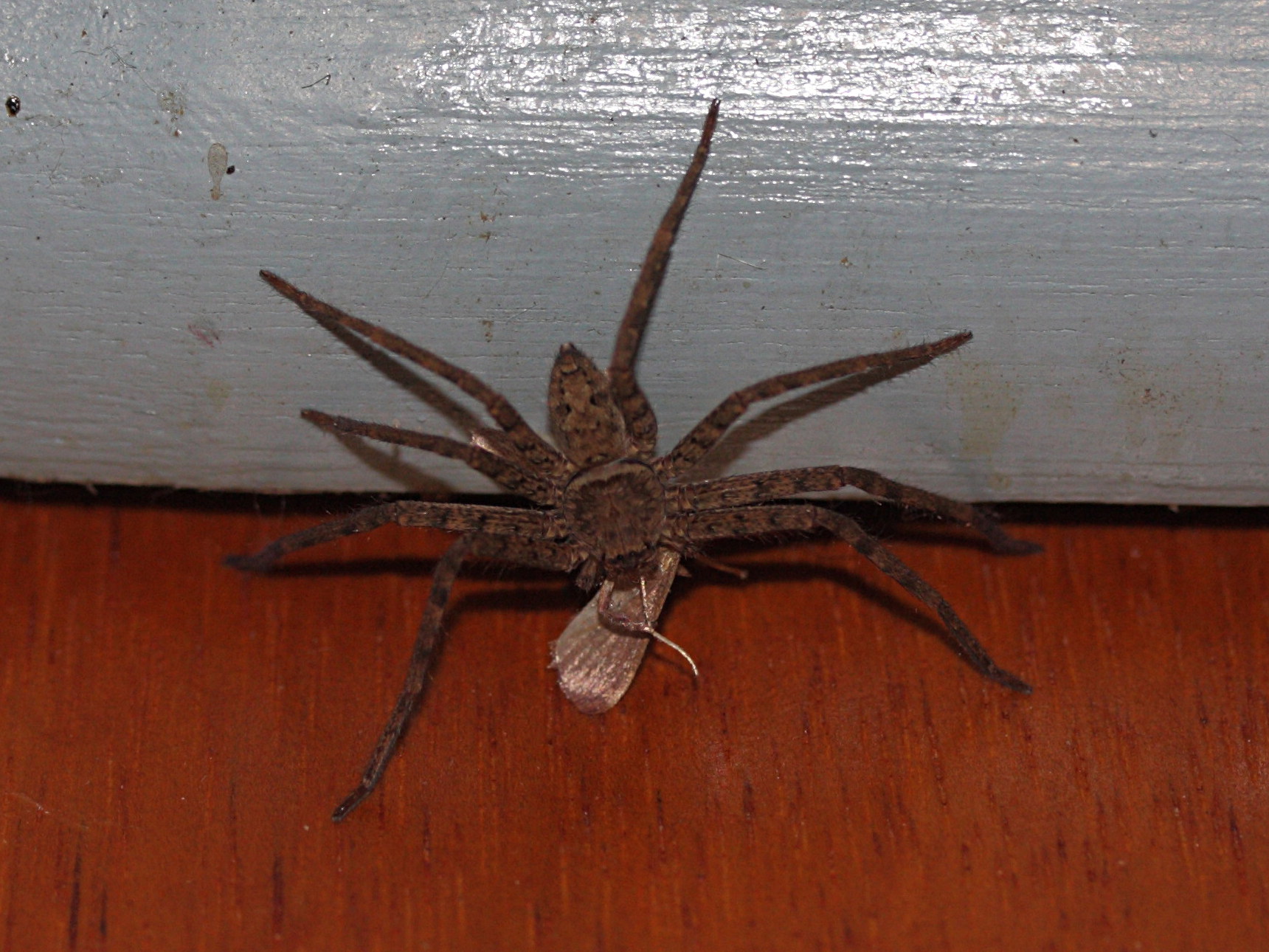 heteropoda_venatoria1md