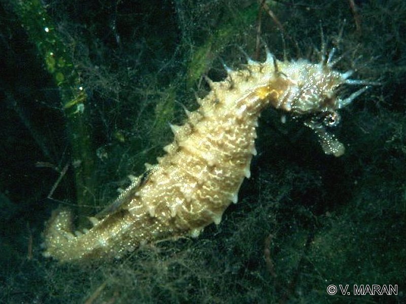 hippocampus_guttulatus1vm