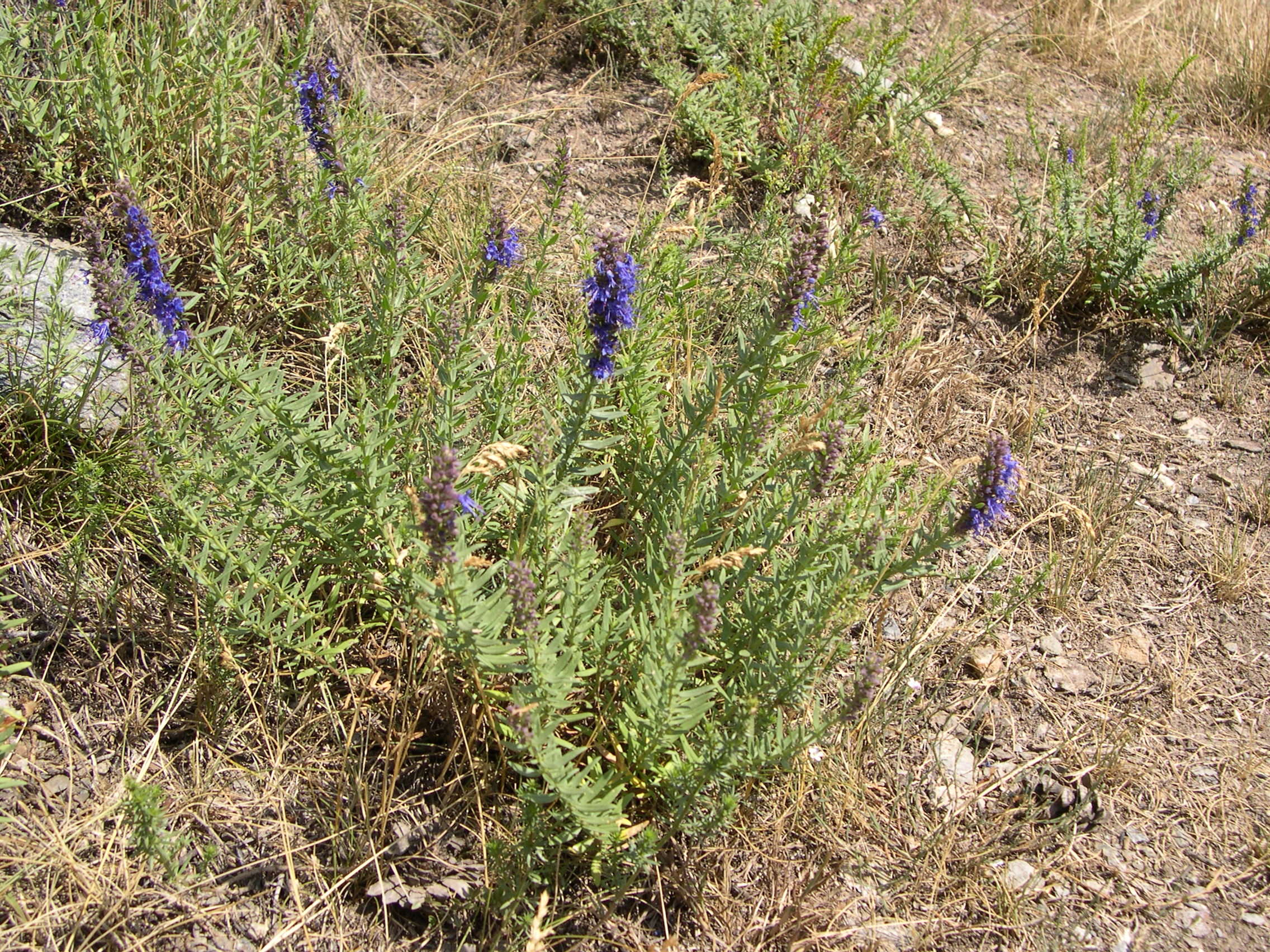 hyssopus_officinalis1md