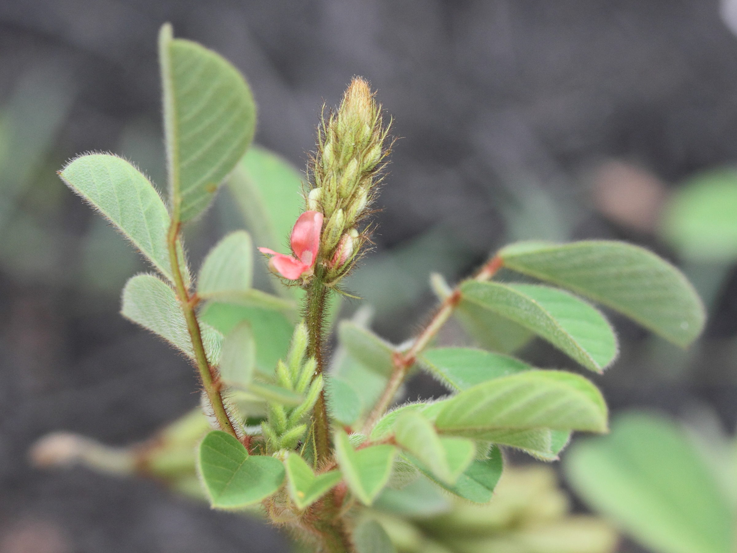 indigofera_hirsuta5md