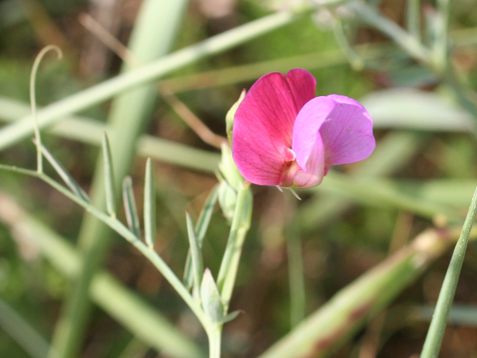 lathyrus_clymenum_articulatus3md