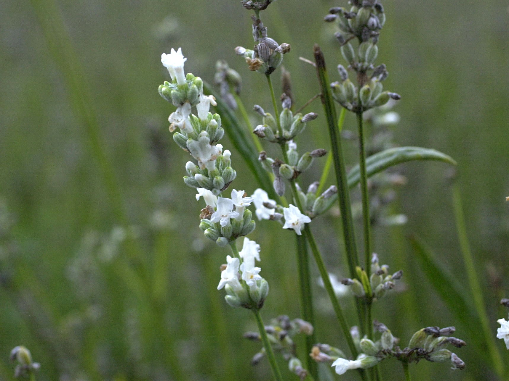 lavandula_x_intermedia3md