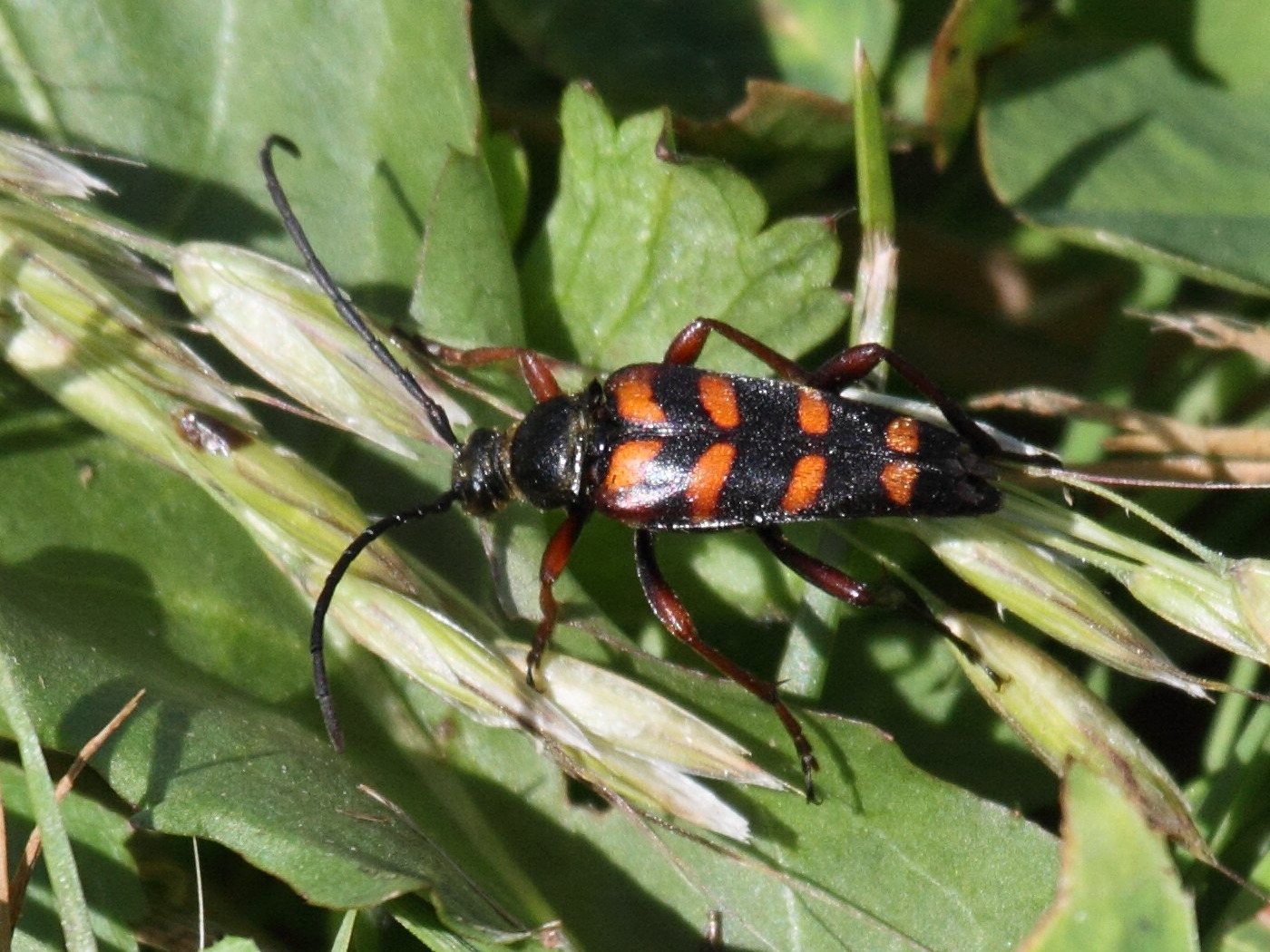 leptura_aurulenta2bd