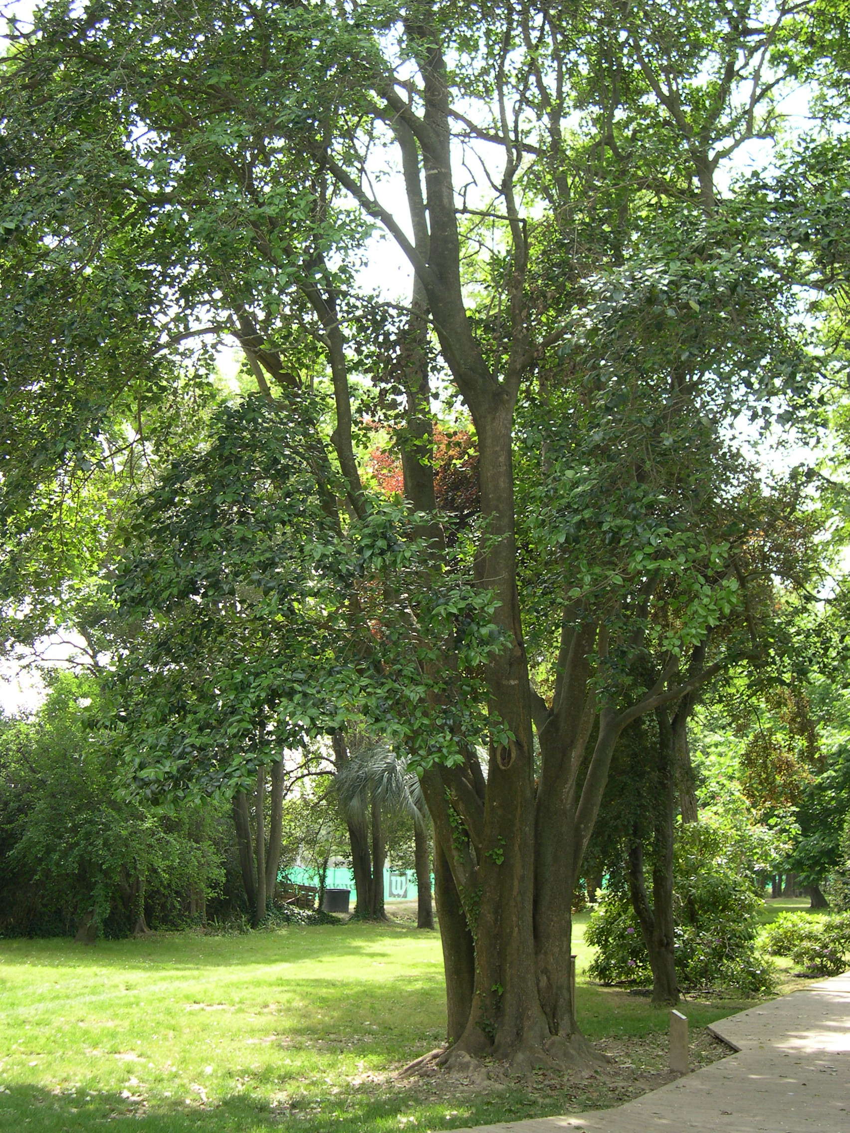 ligustrum_lucidum1md