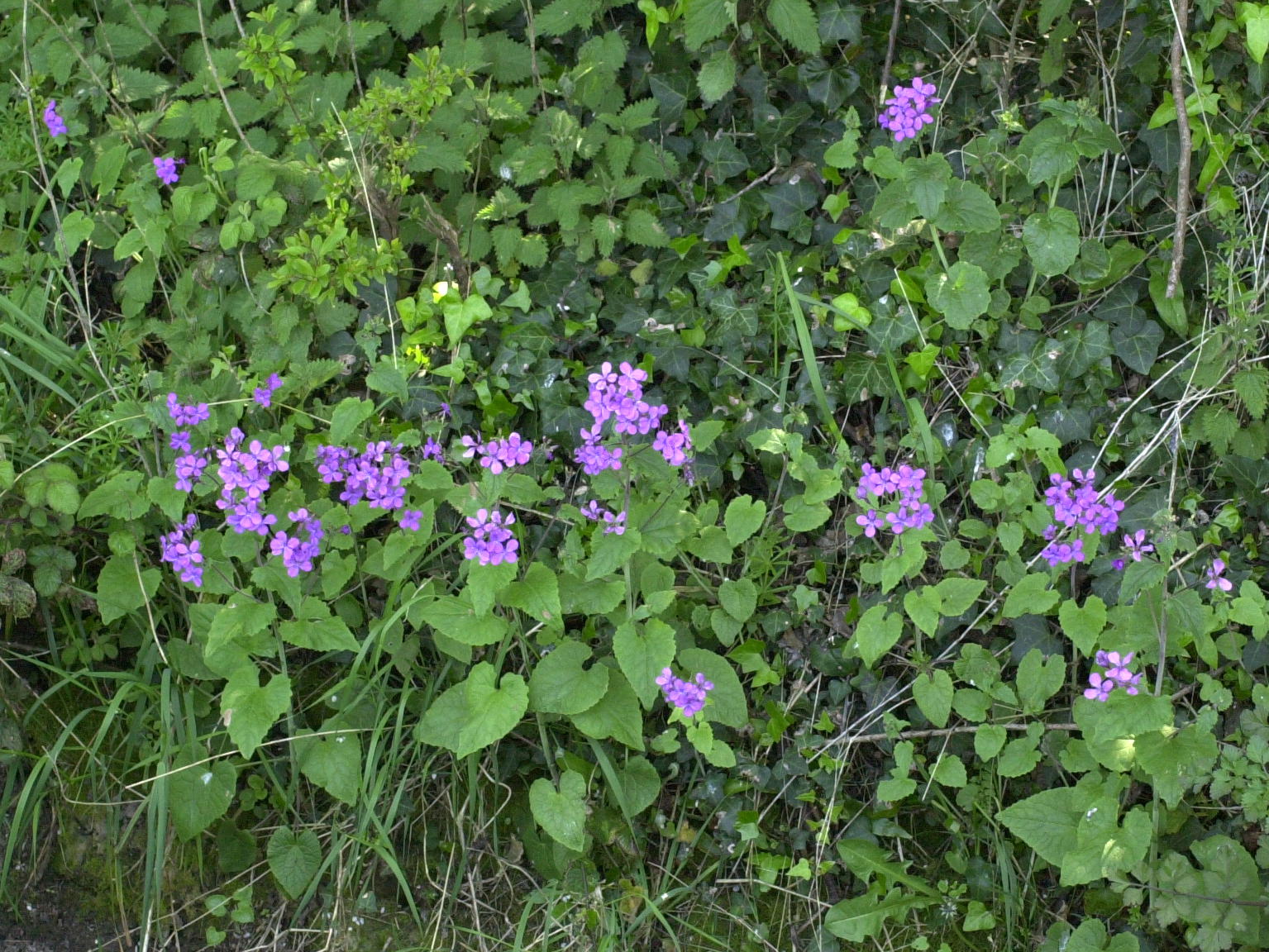 lunaria_annua1md